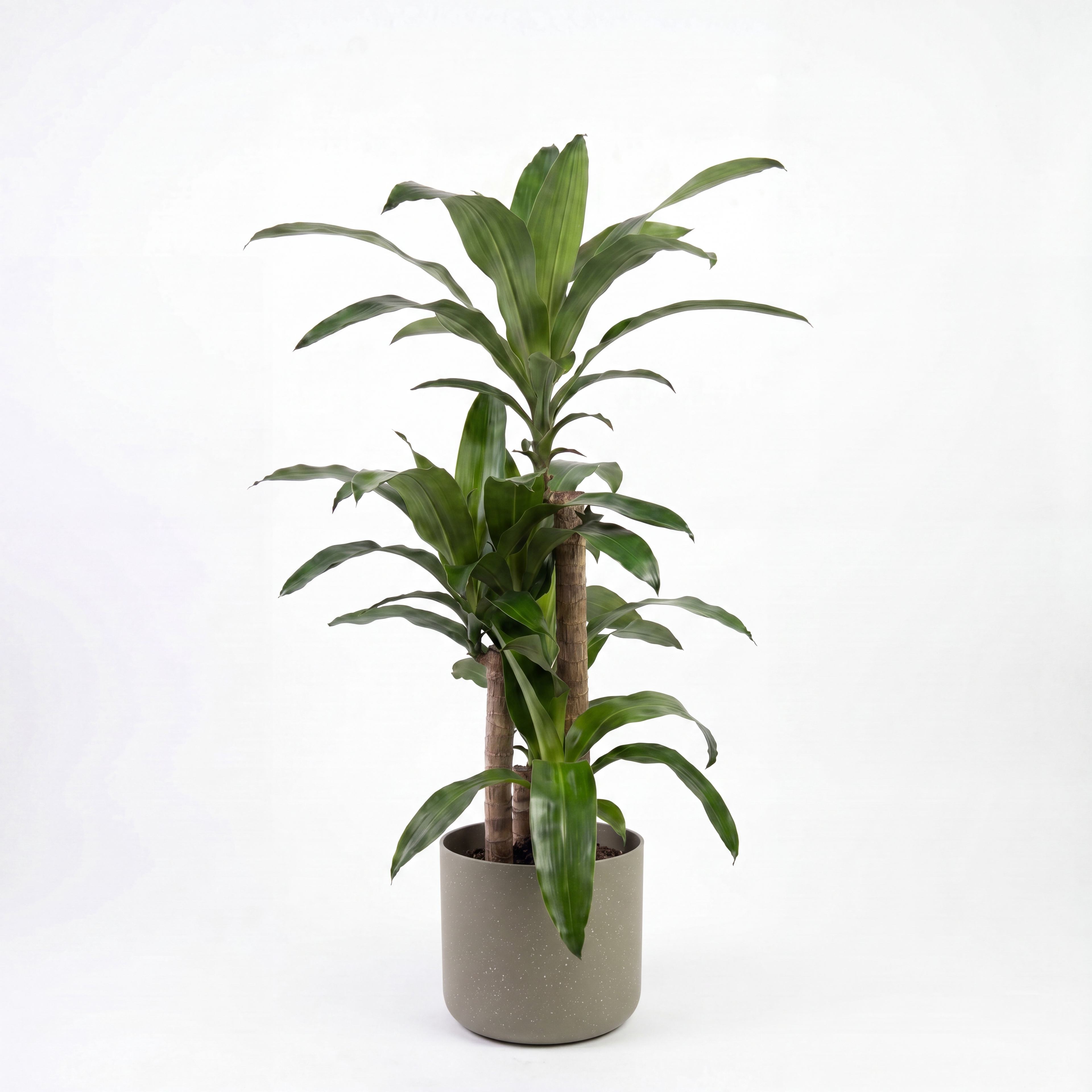 Medium Dracaena Happy Plant - Green with Mia Pot - Olive Speckle