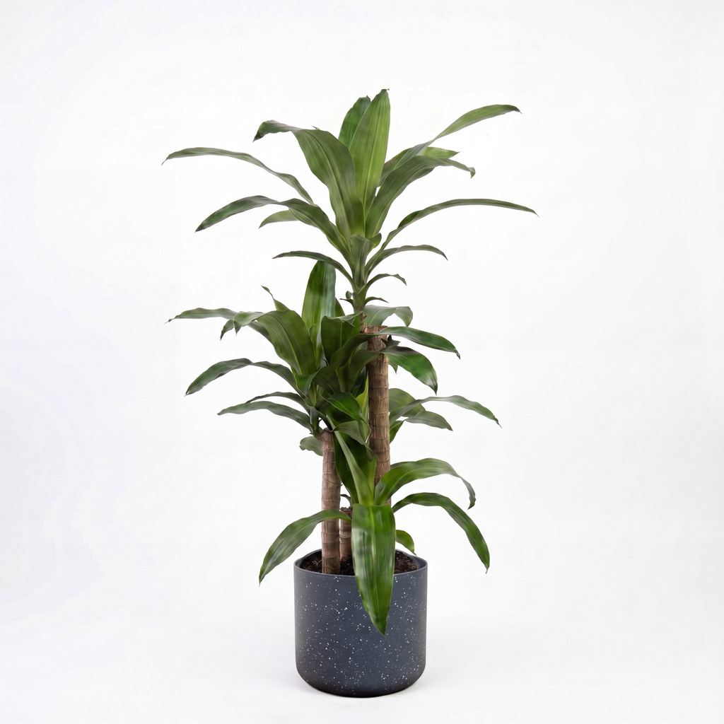 Medium Dracaena Happy Plant - Green with Mia Pot - Charcoal Speckle