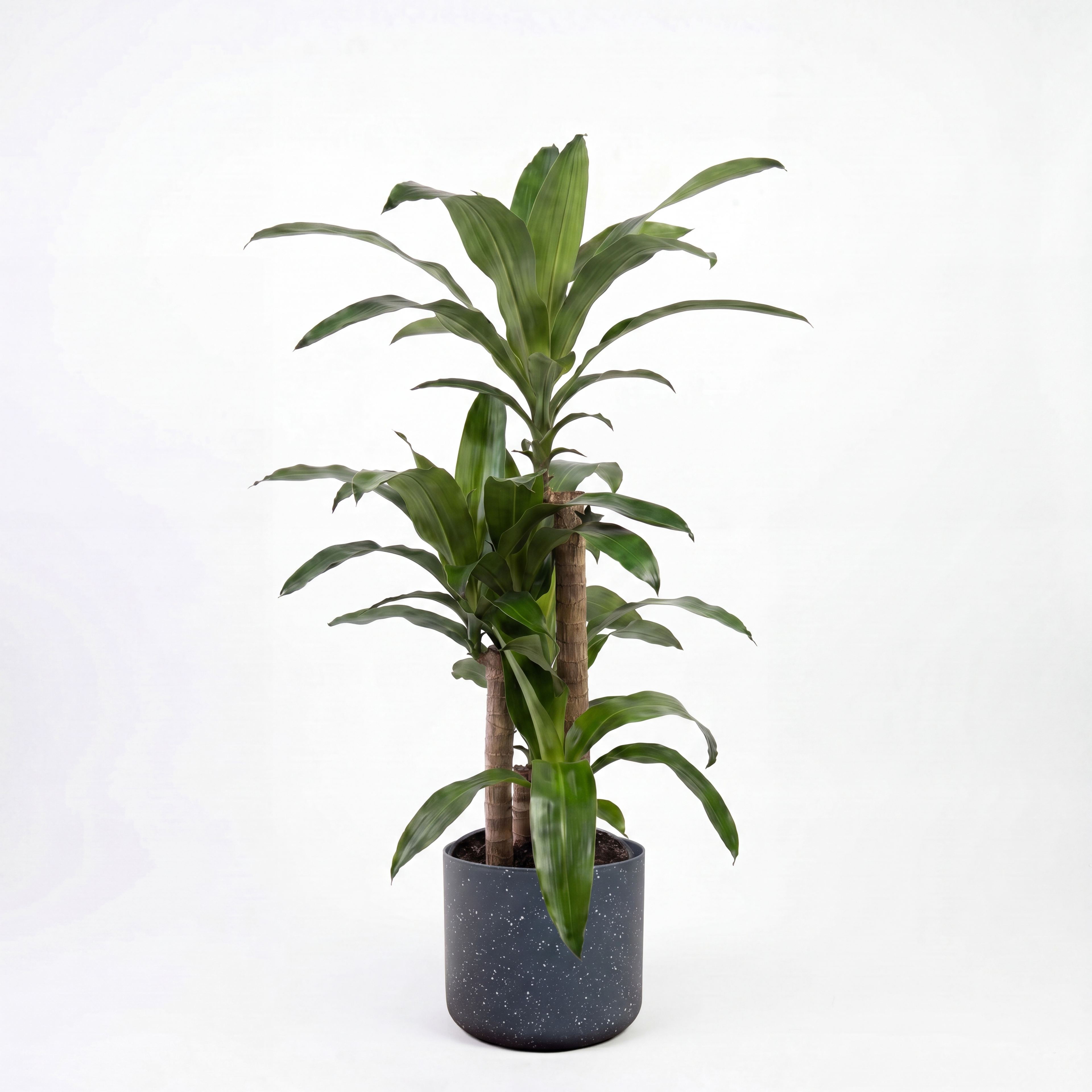 Medium Dracaena Happy Plant - Green with Mia Pot - Charcoal Speckle
