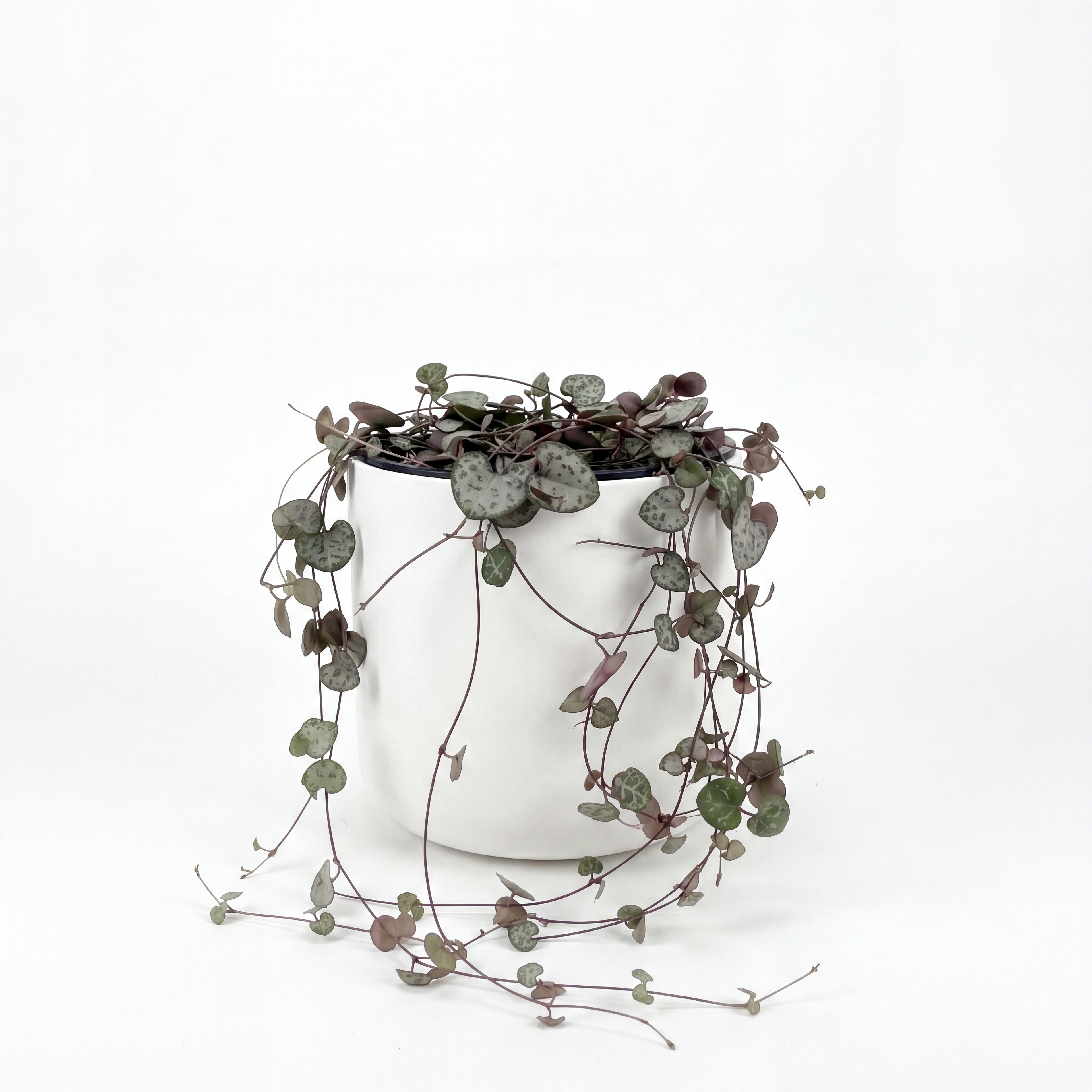 Small Chain of Hearts with Mia Pot - White