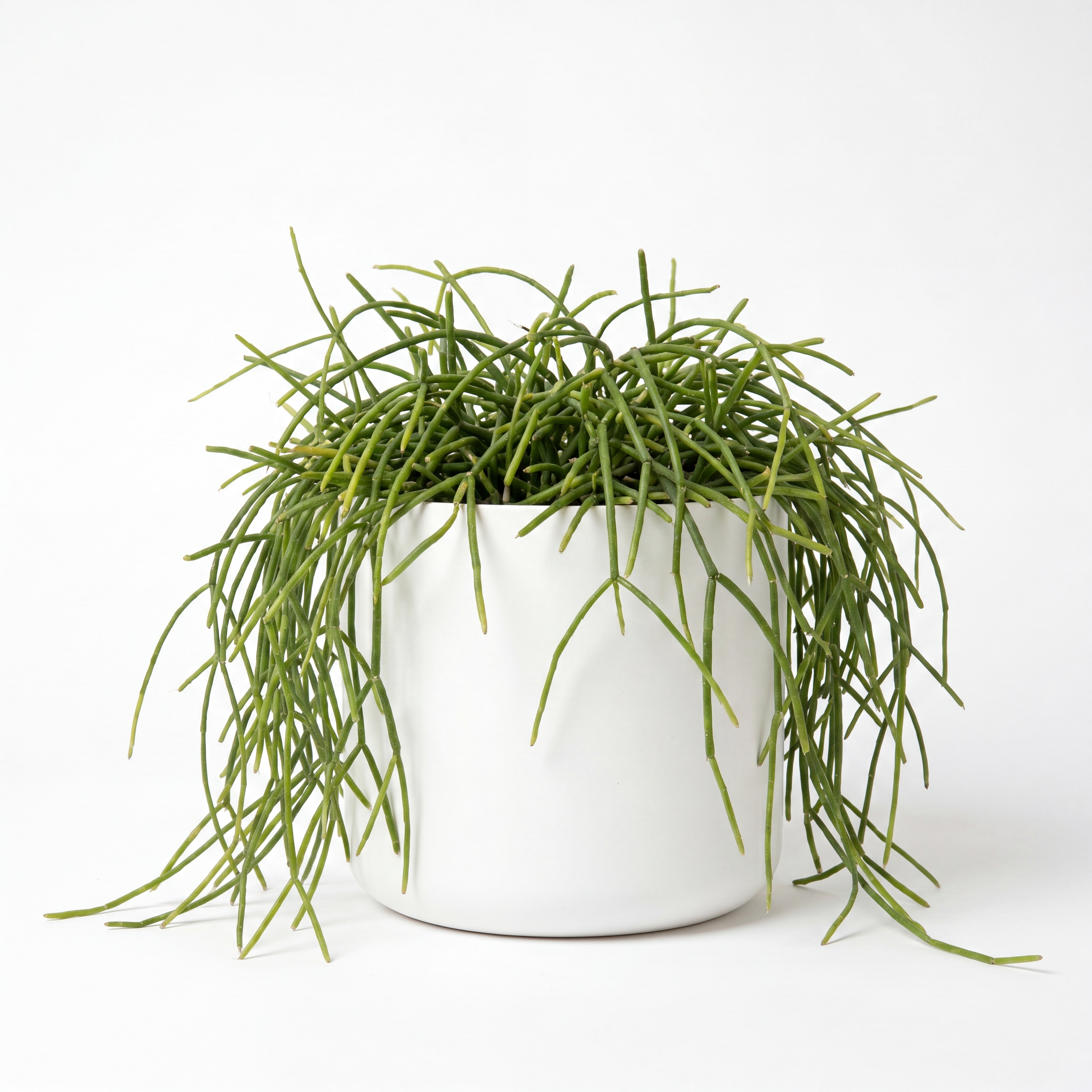 Small Rhipsalis Capilliformis Hanging Cactus with Mia Pot - White