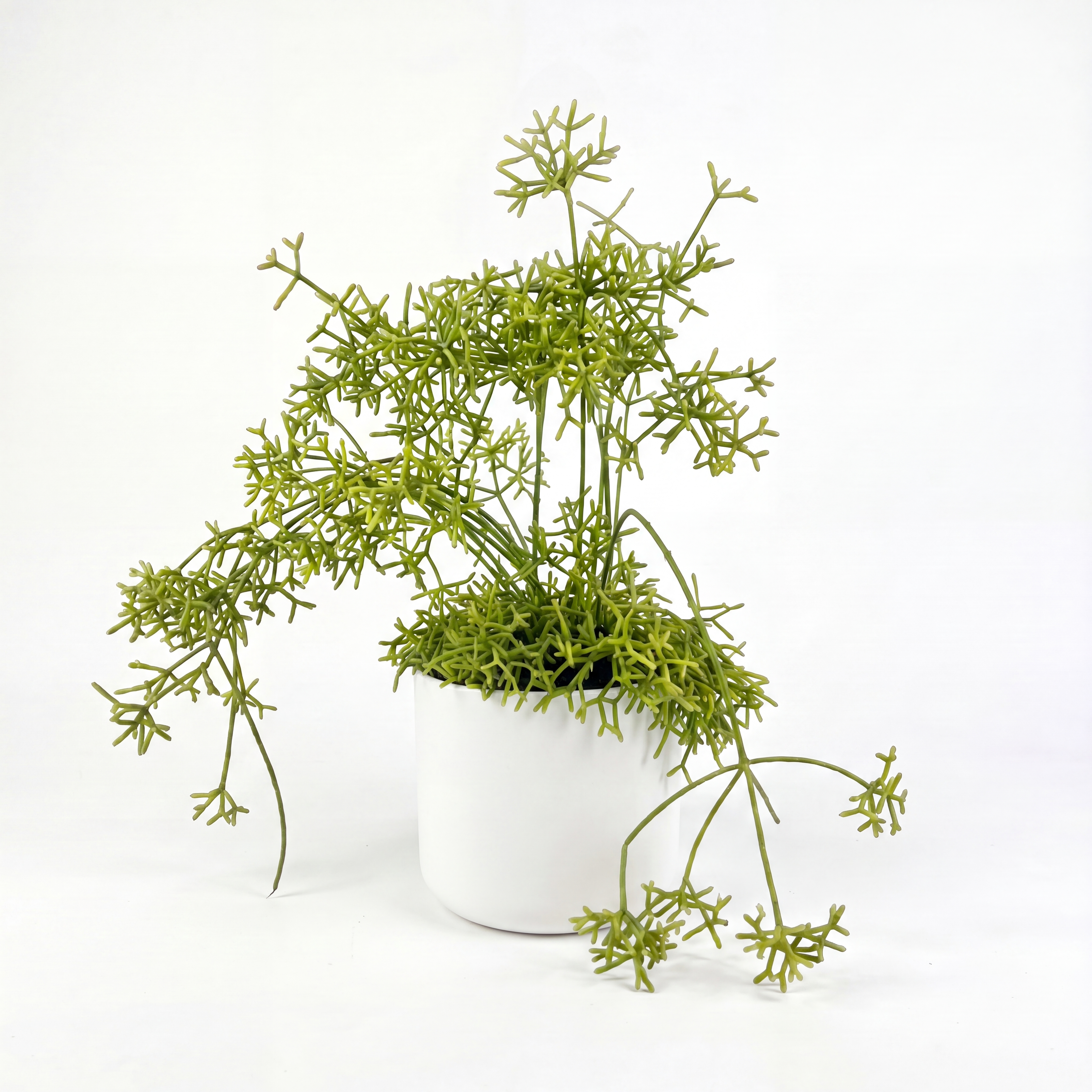 Small Rhipsalis Cereuscula Mistletoe with Mia Pot - White