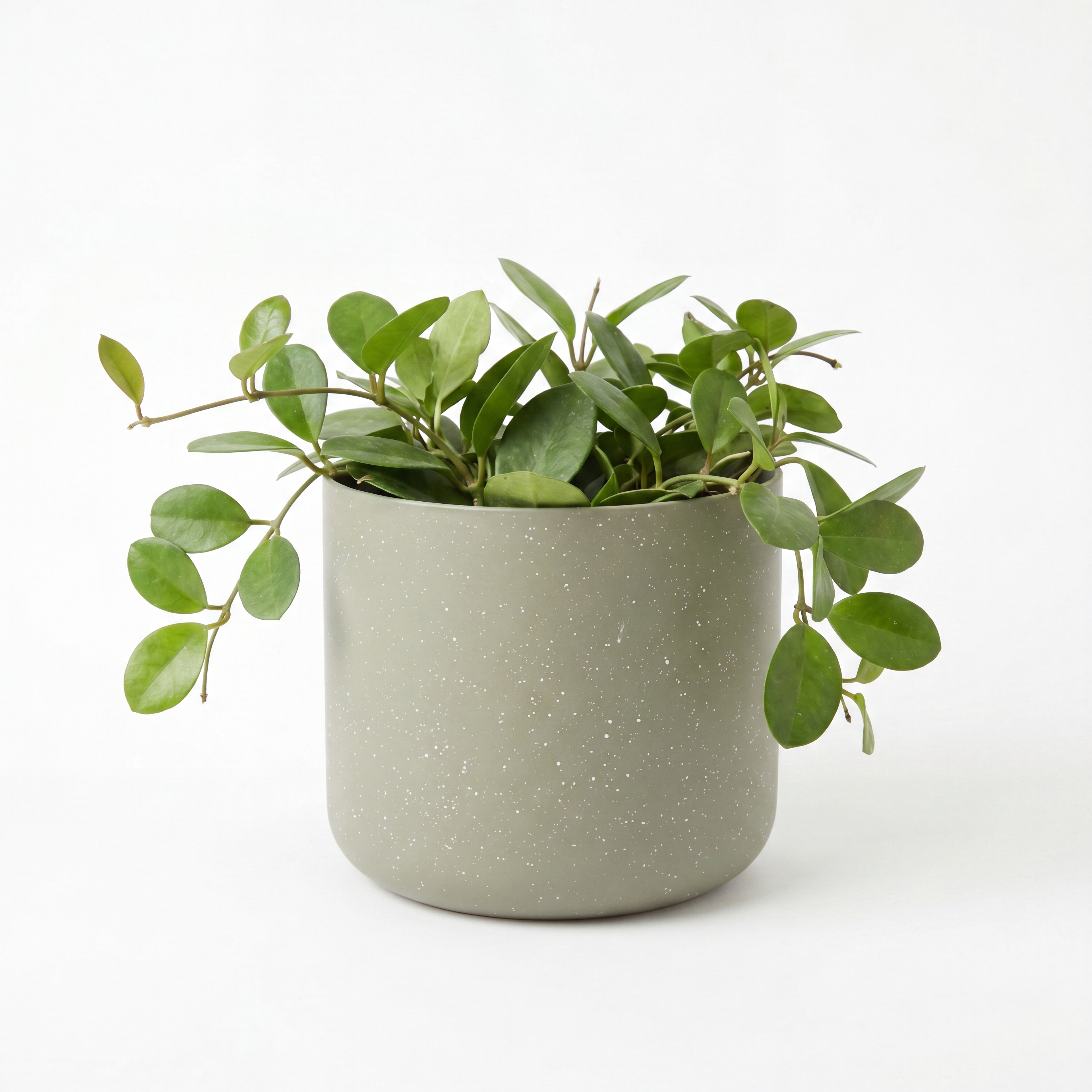 Small Hoya Australis with Mia Pot - Olive Speckle