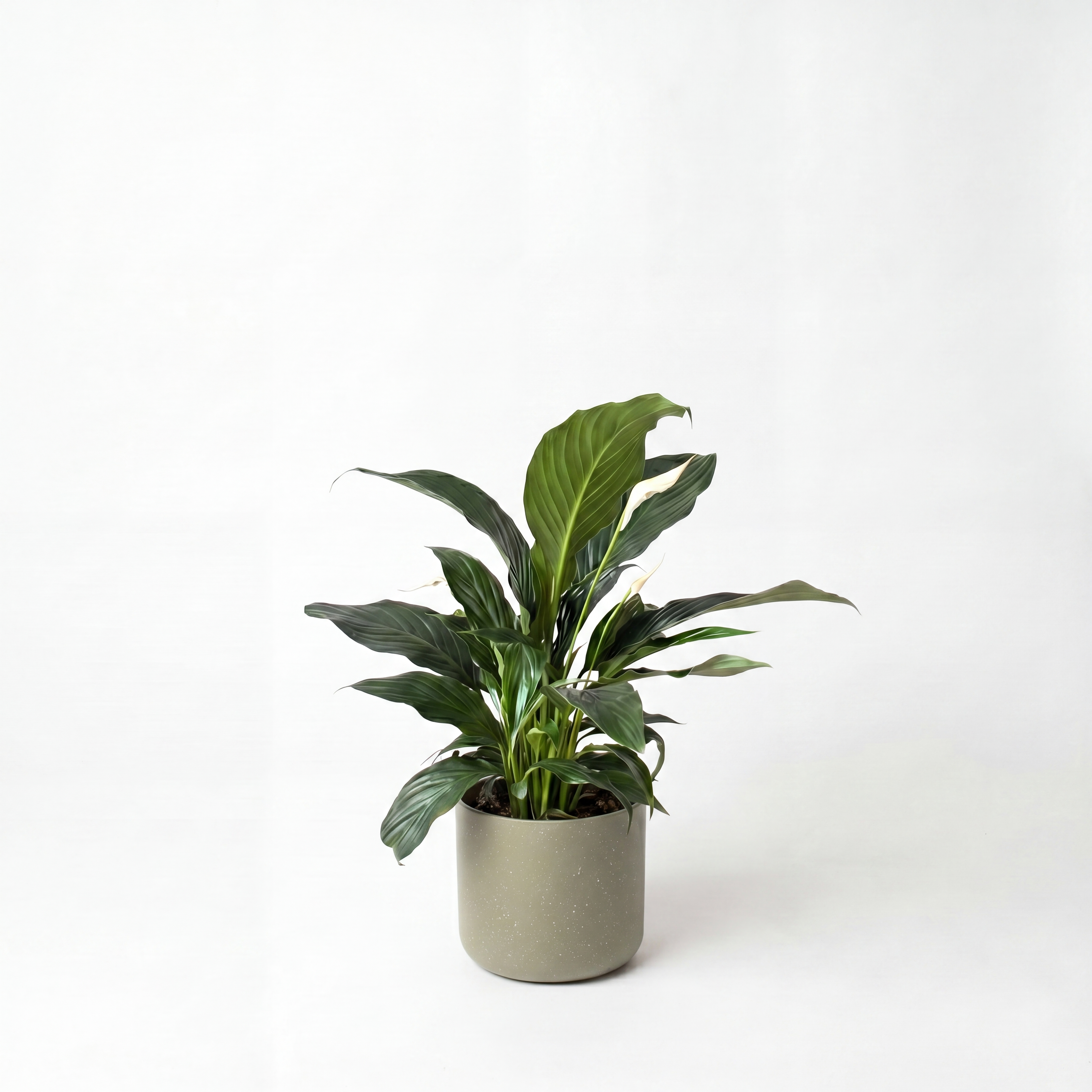 Small Peace Lily with Mia Pot - Olive Speckle