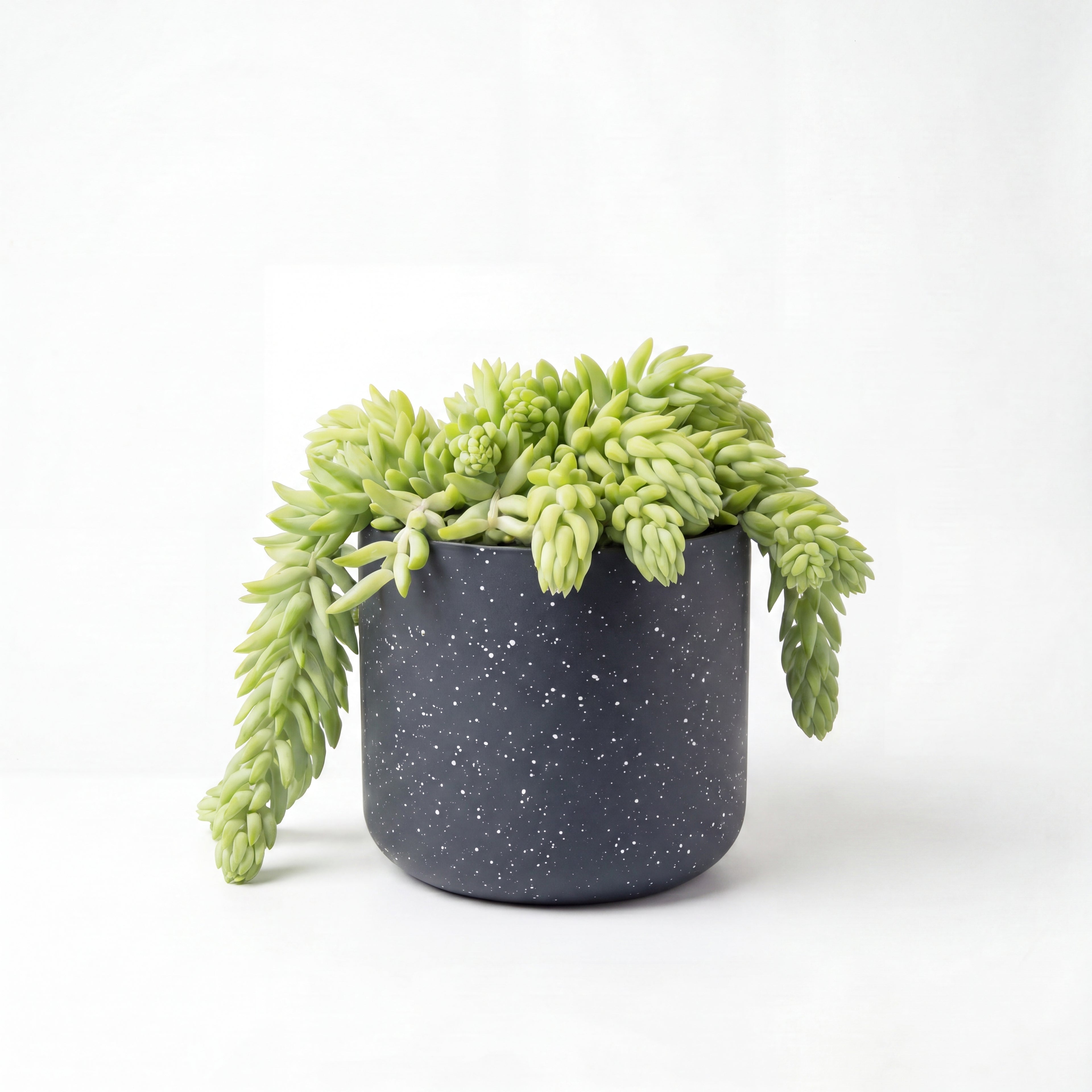 Small Sedum 'Donkey Tail' Cactus with Mia Pot - Charcoal Speckle