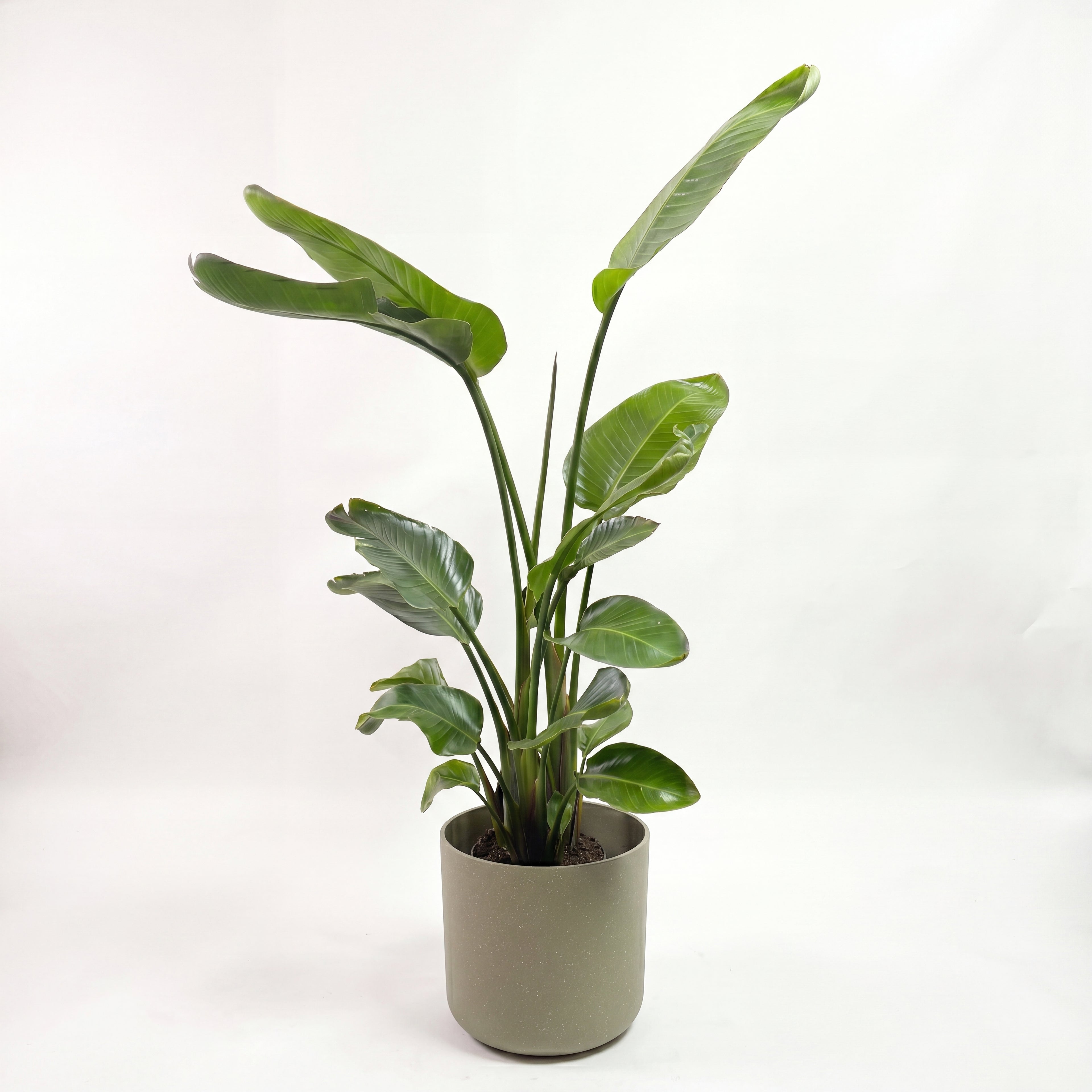 Medium Bird of Paradise with Mia Pot - Olive Speckle