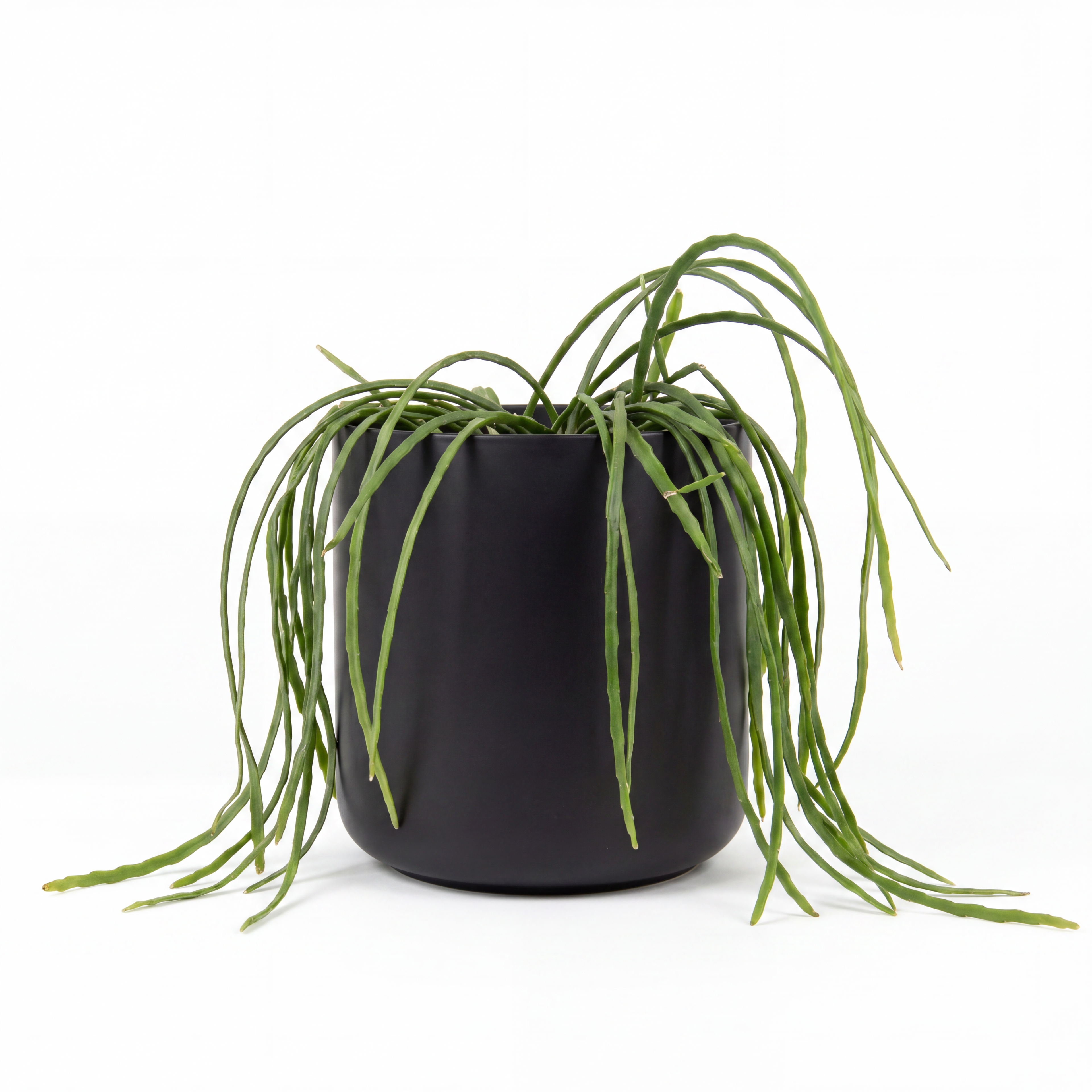Small Rhipsalis Boliviana Hanging Basket with Mia Pot - Black