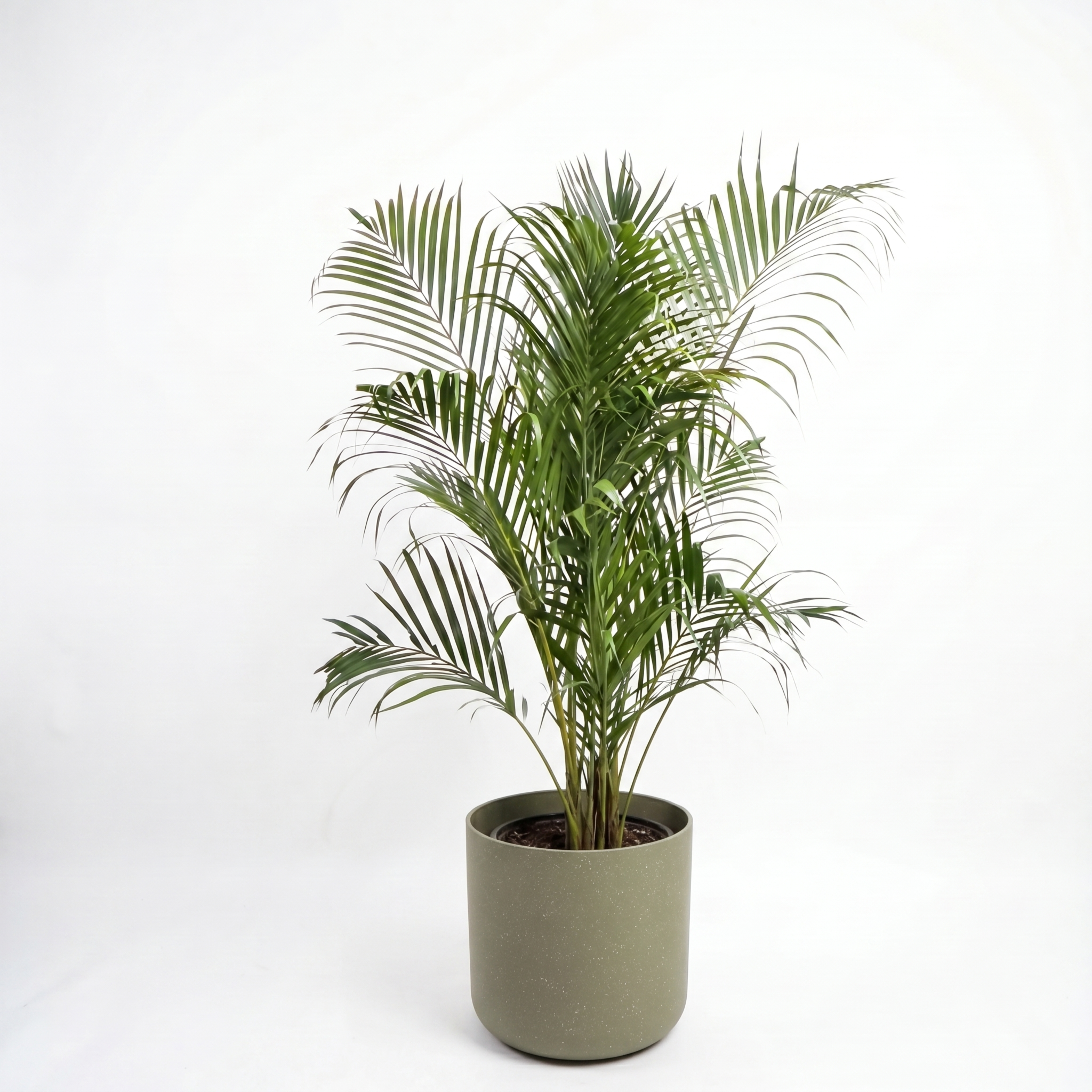 Medium Monstera on Totem with Mia Pot - Olive Speckle