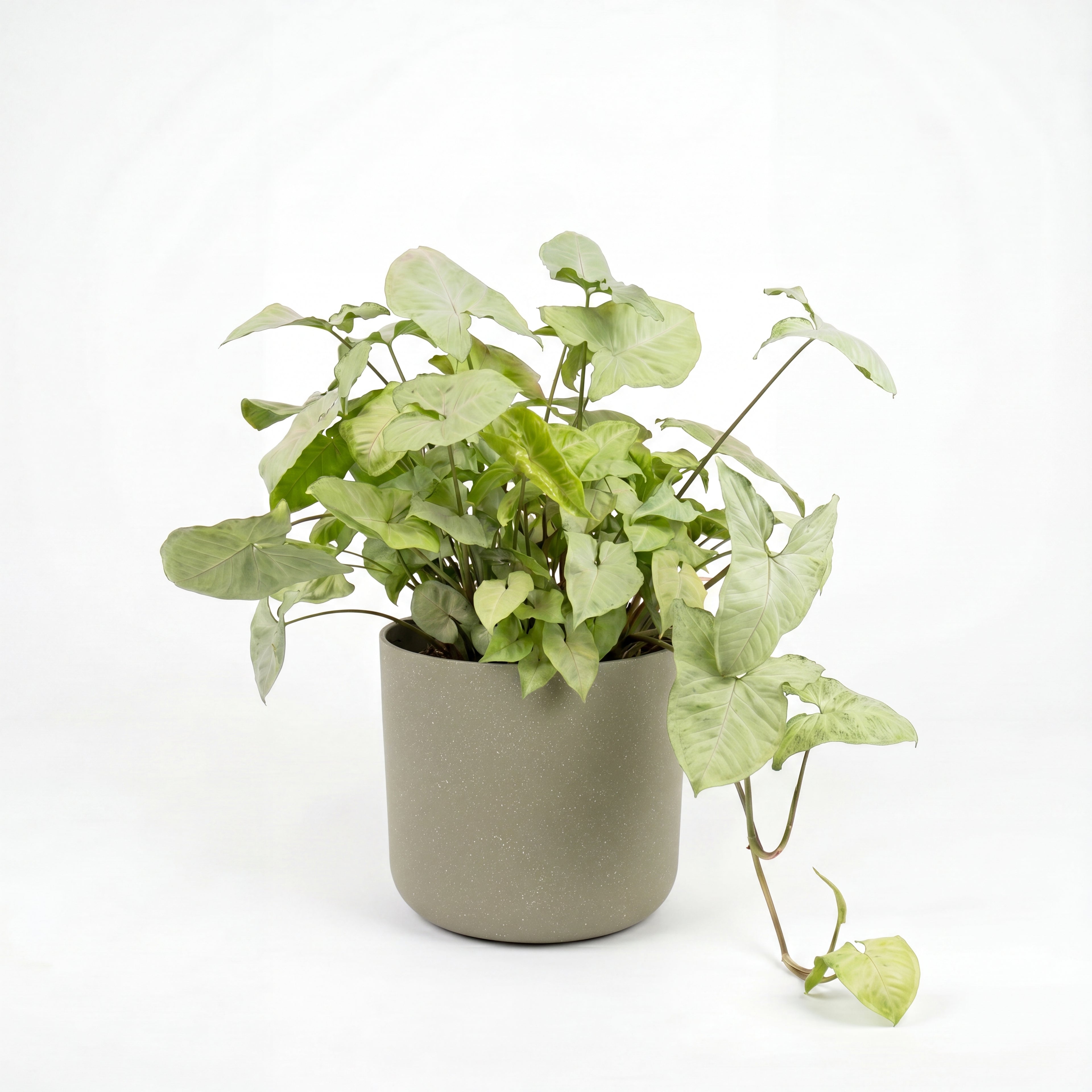 Medium Syngonium 'White Butterfly' with Mia Pot - Olive Speckle