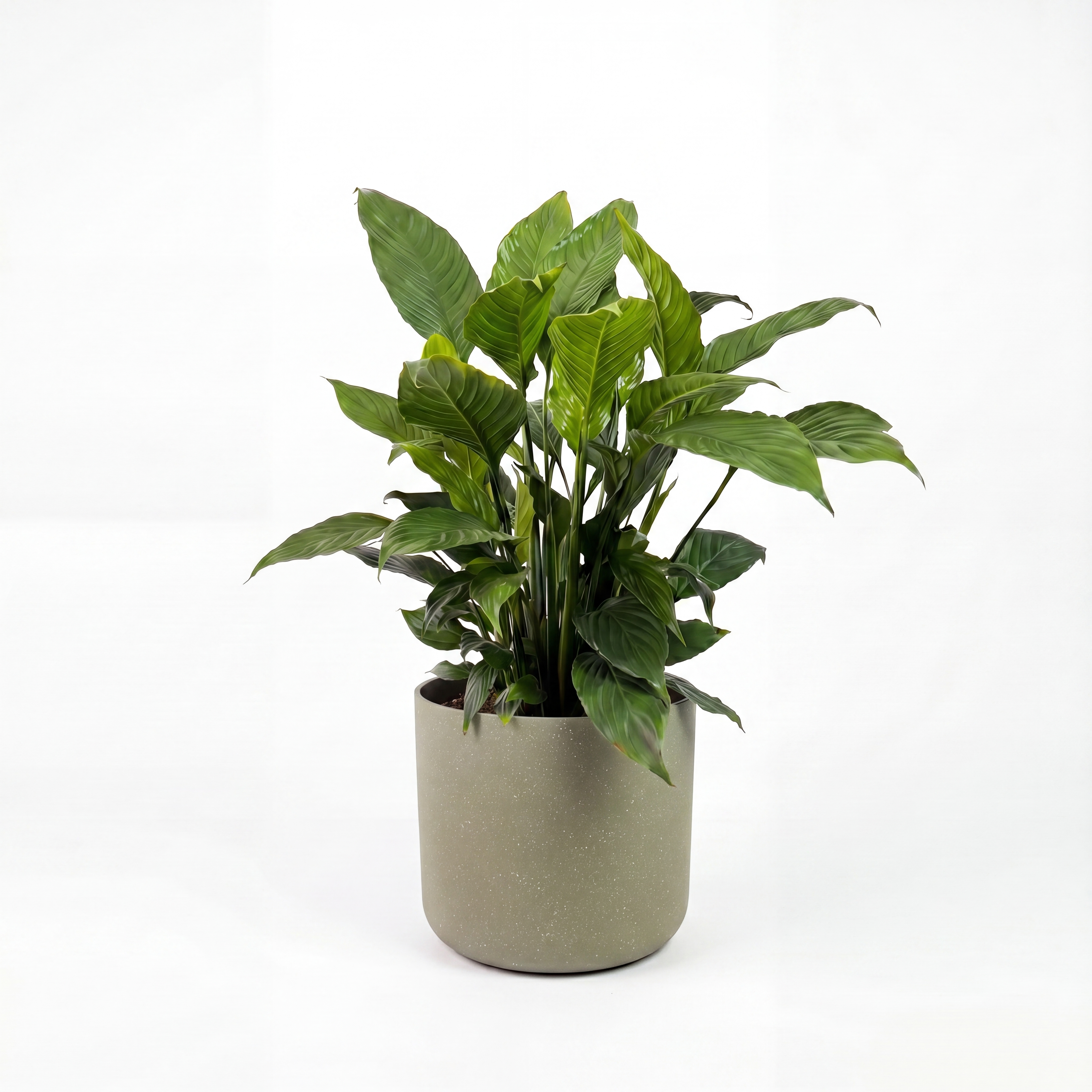 Medium Peace Lily with Mia Pot - Olive Speckle