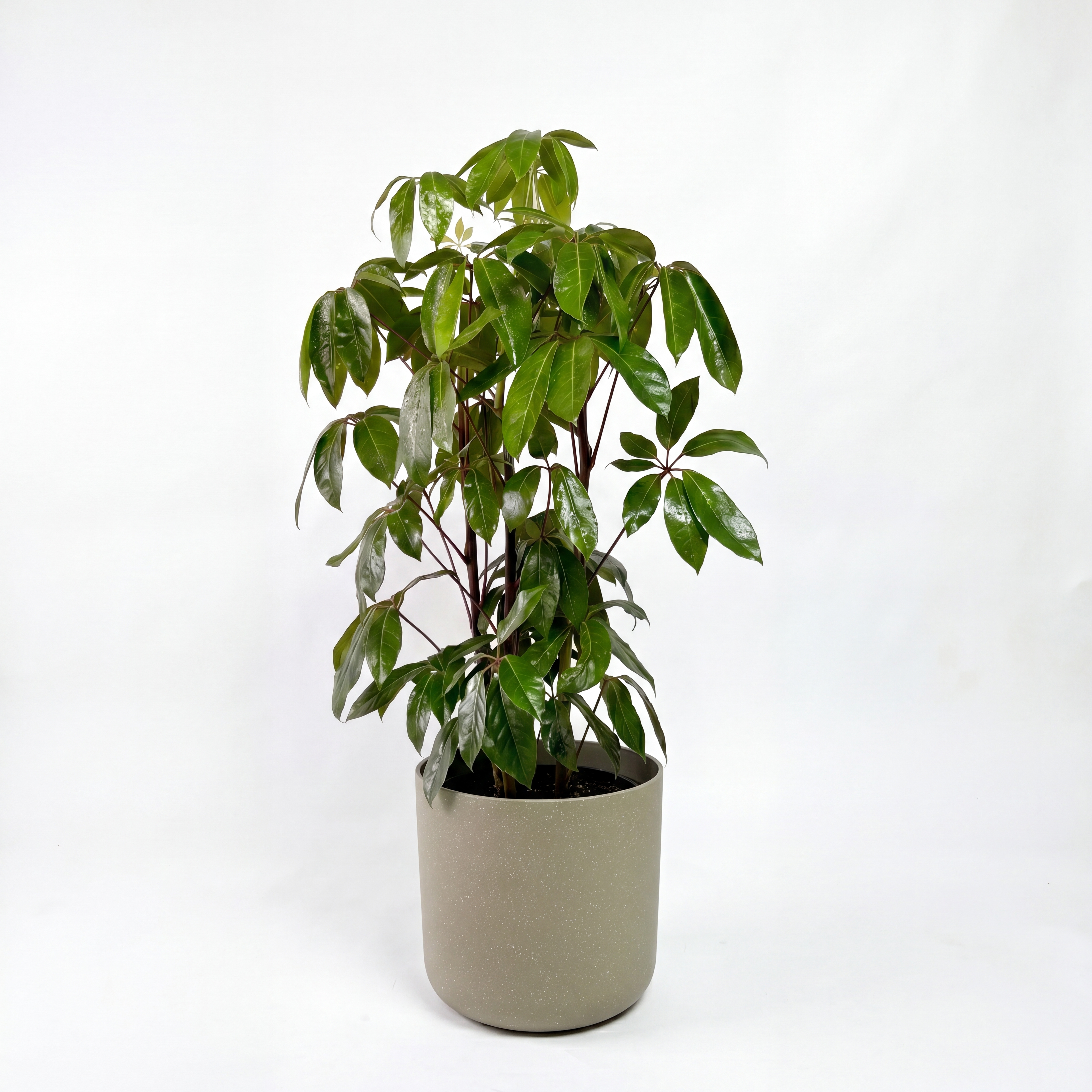 Medium Umbrella Tree with Mia Pot - Olive Speckle