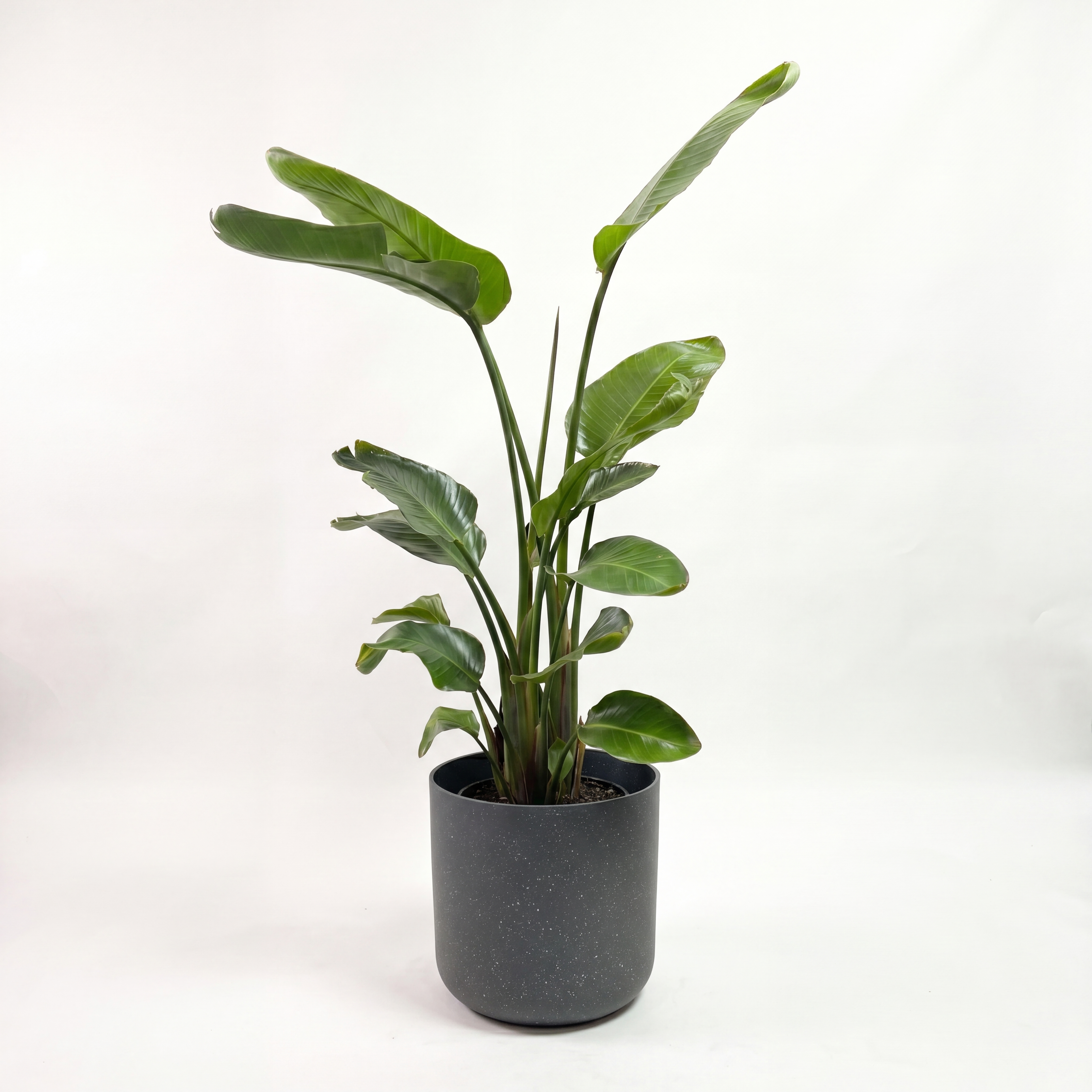 Medium Bird of Paradise with Mia Pot - Charcoal Speckle
