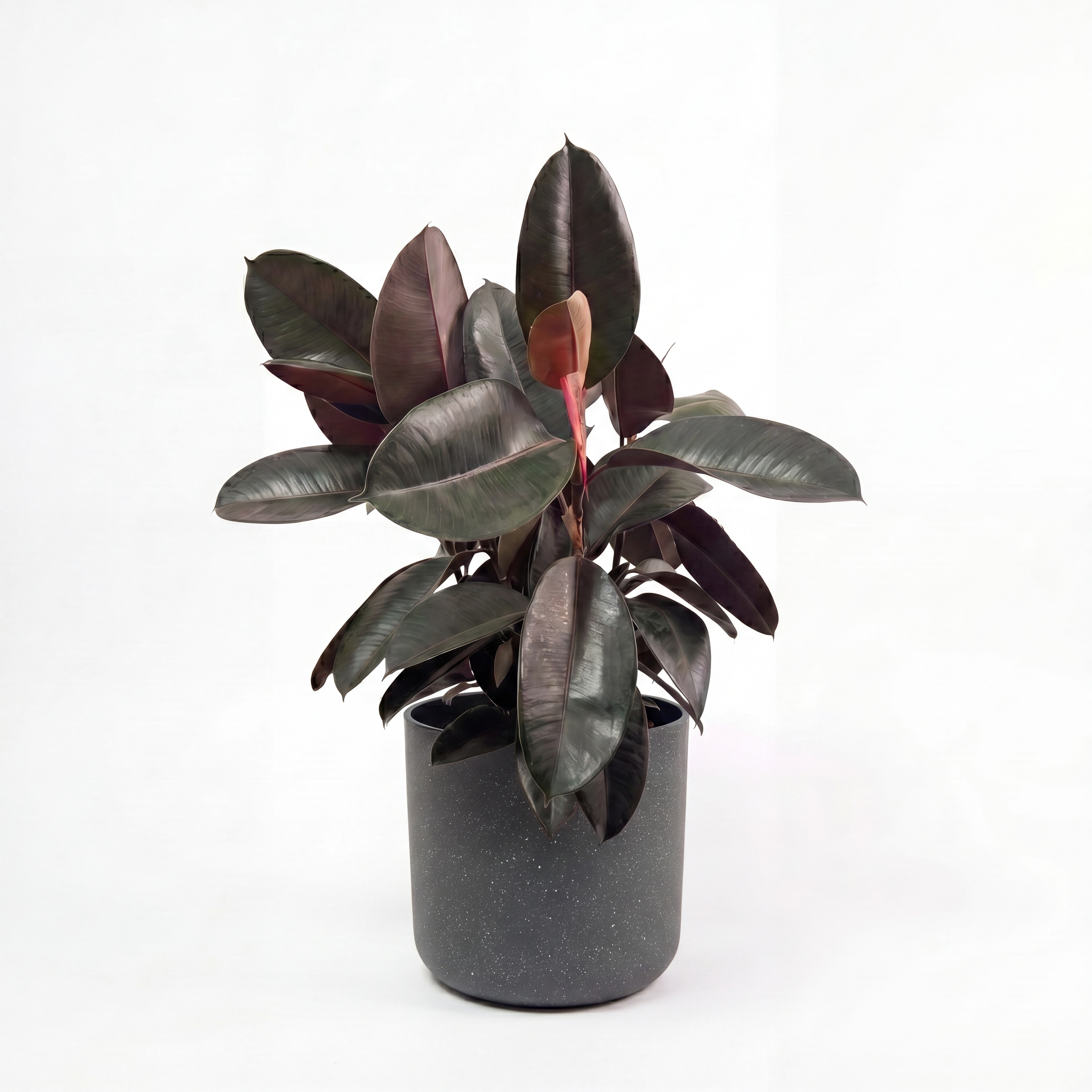Medium Burgundy Rubber Tree with Mia Pot - Charcoal Speckle
