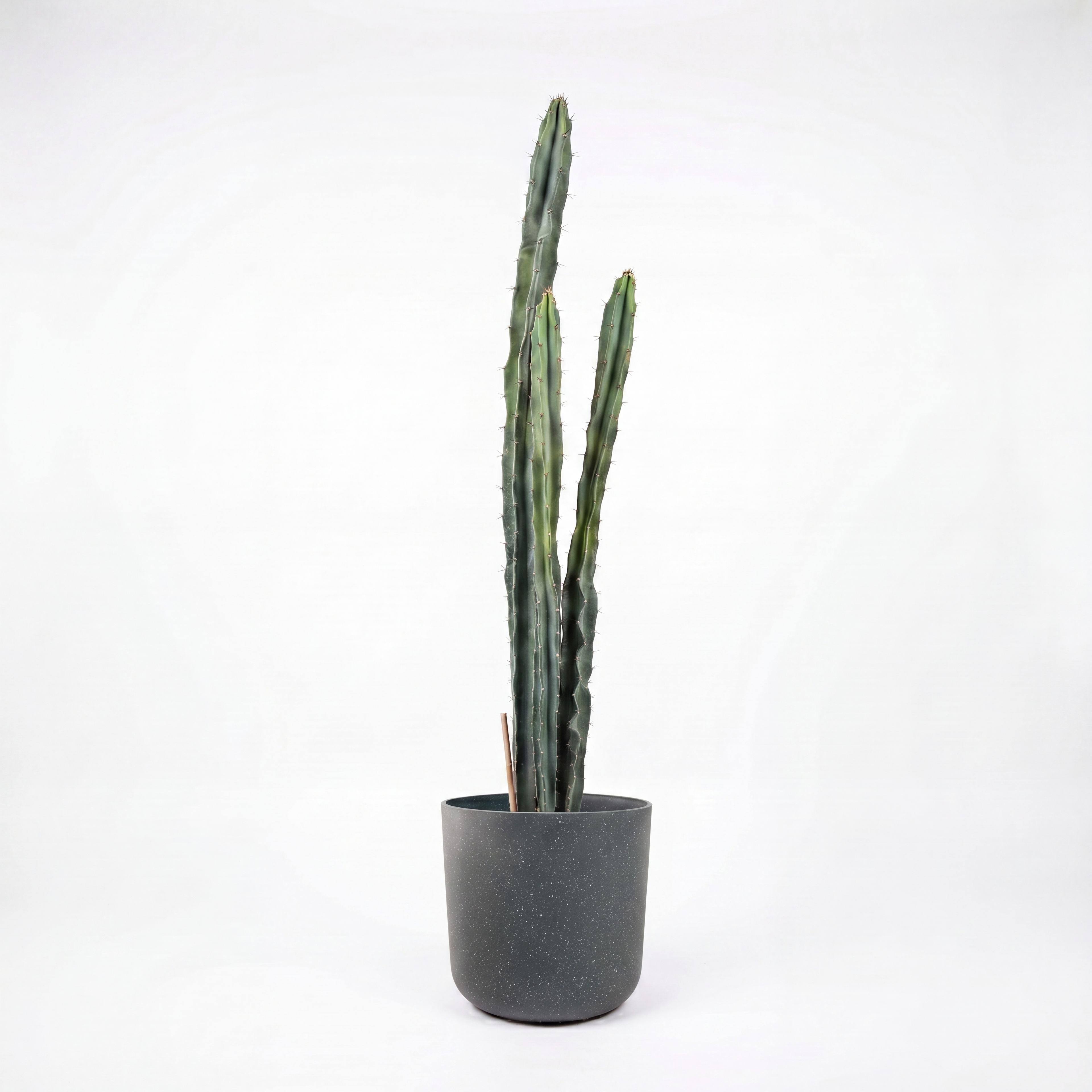 Medium Cereus Repandus Cactus with Mia Pot - Charcoal Speckle