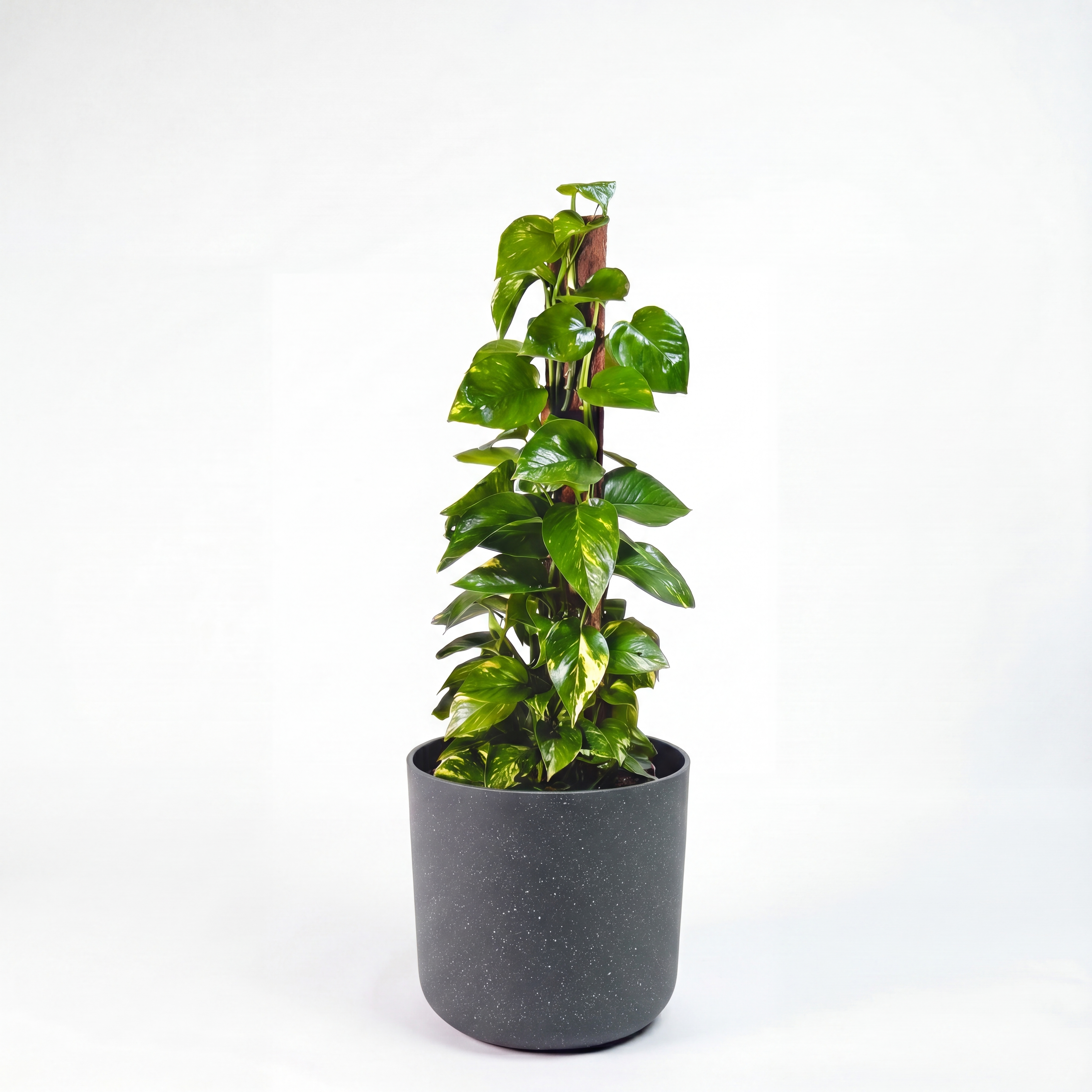 Medium Devils Ivy 'Pothos' on Totem with Mia Pot - Charcoal Speckle