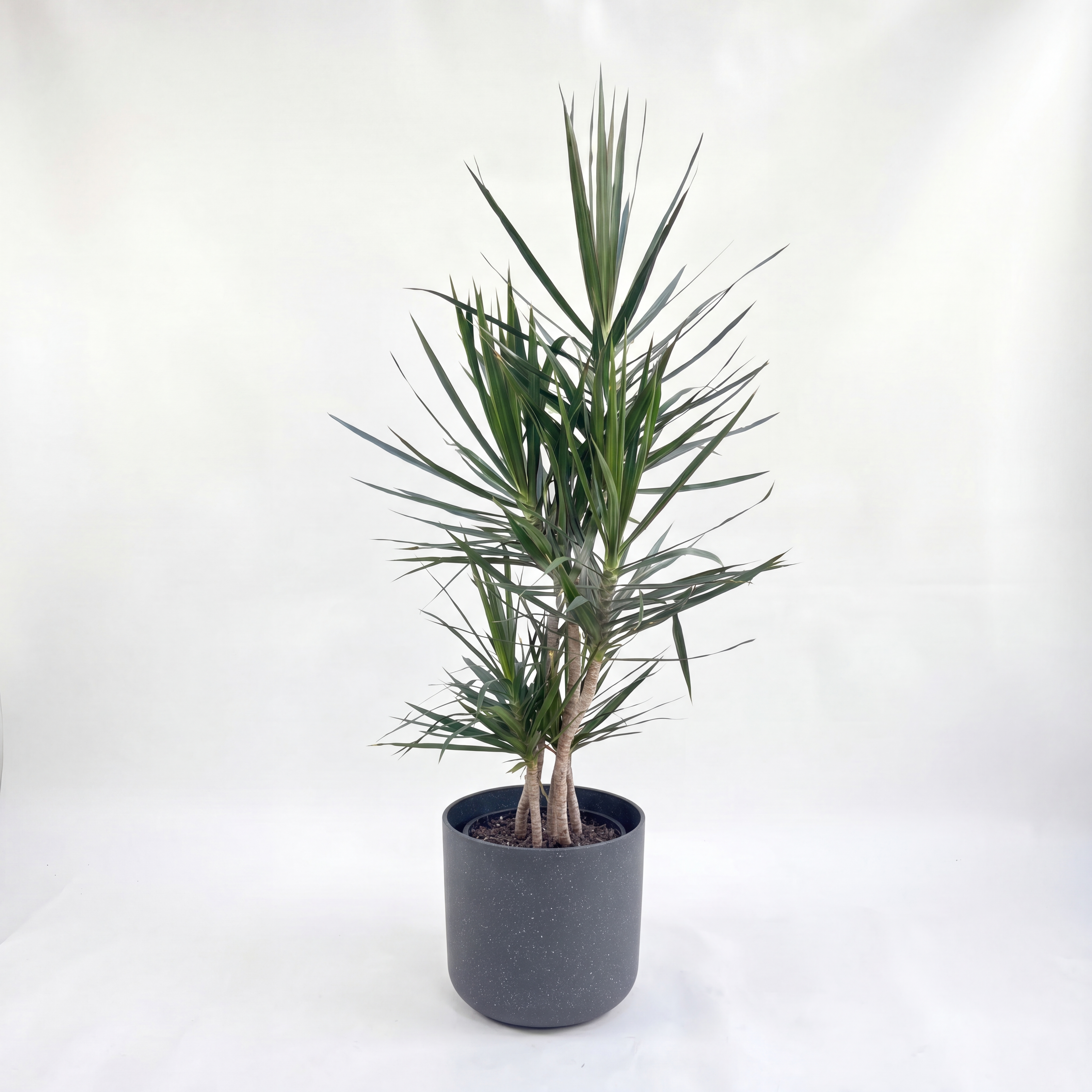 Medium Dragon Tree – Dracaena marginata with Mia Pot - Charcoal Speckle