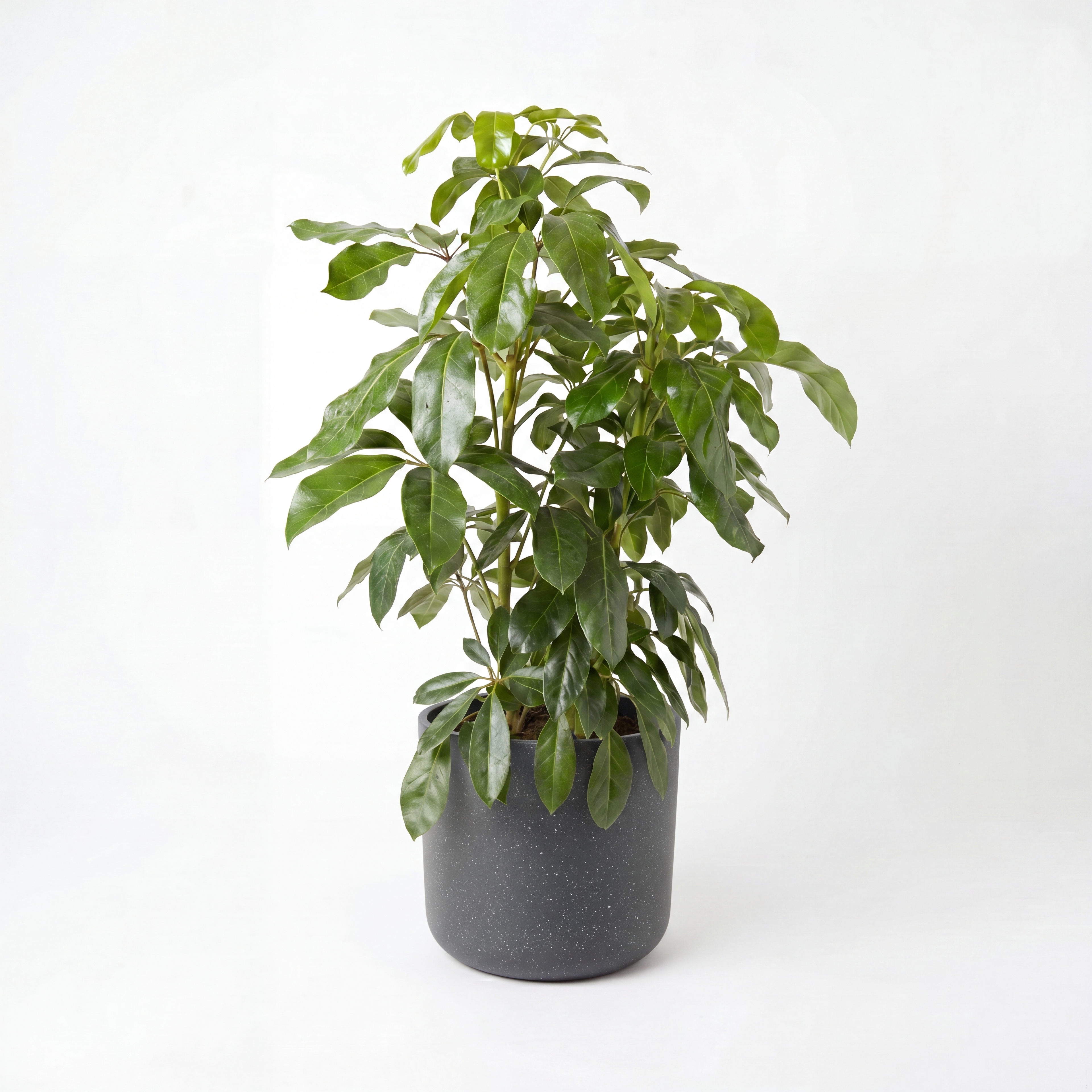 Medium Dwarf Umbrella Tree with Mia Pot - Charcoal Speckle