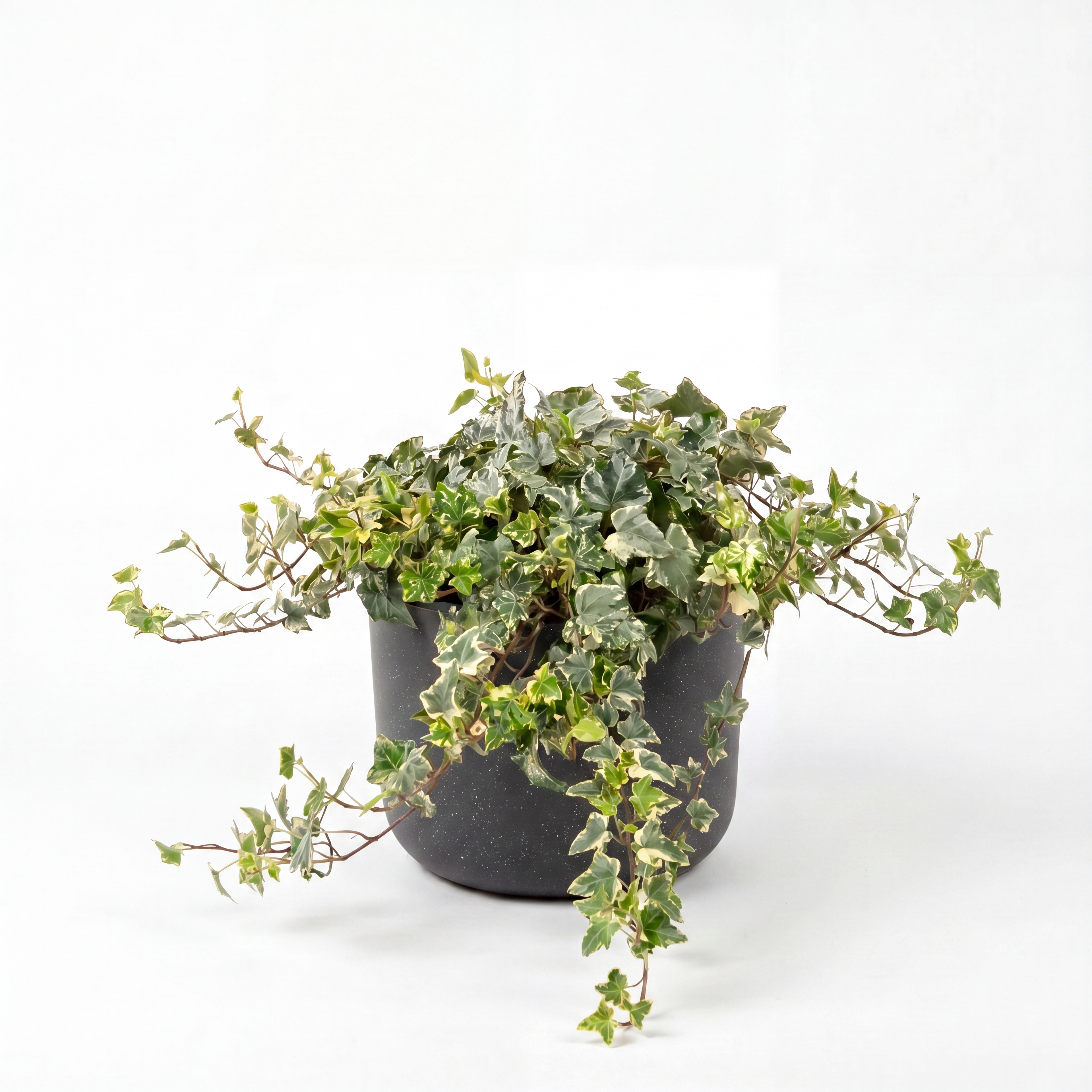 Medium English Ivy - Variegated with Mia Pot - Charcoal Speckle