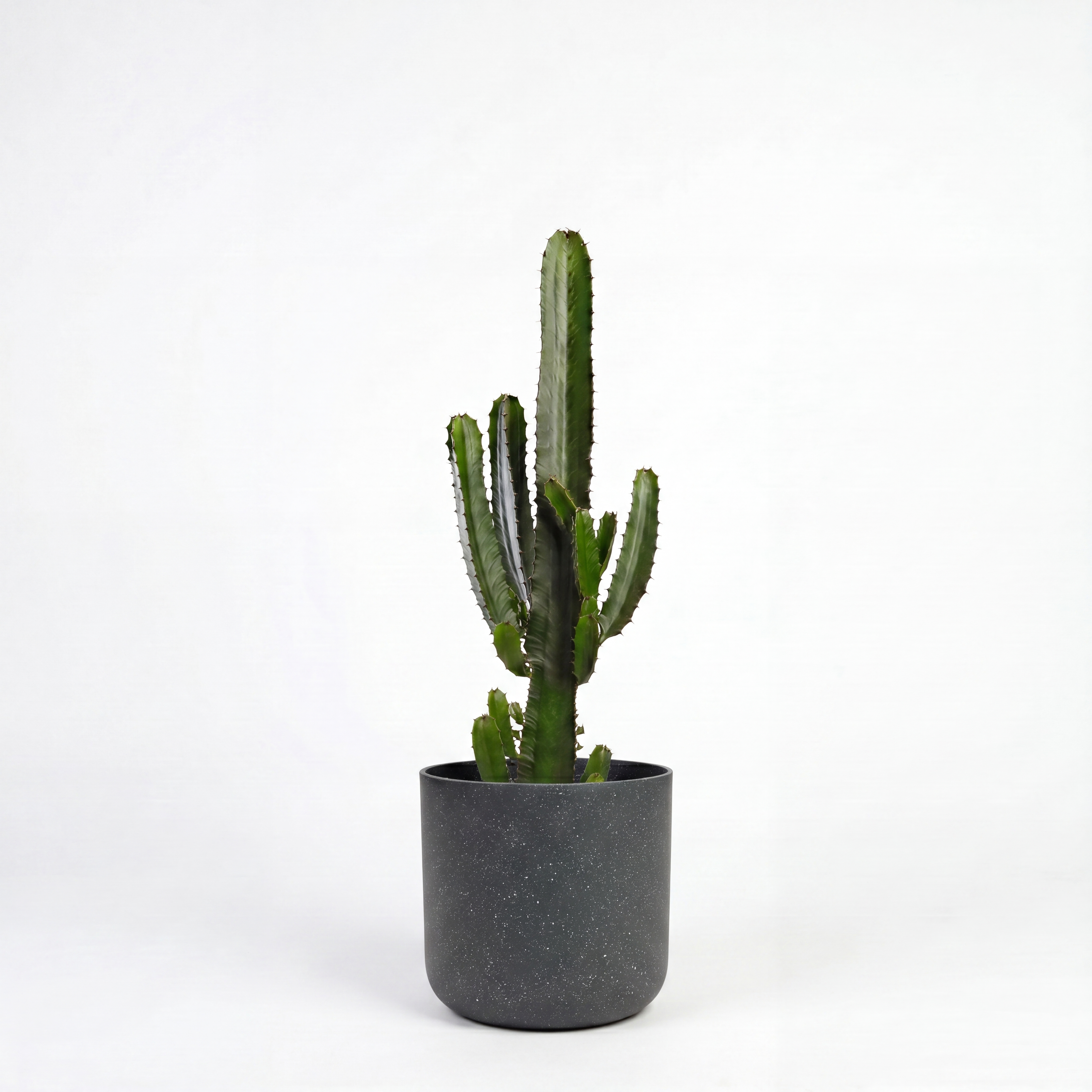 Medium Euphorbia Cactus with Mia Pot - Charcoal Speckle
