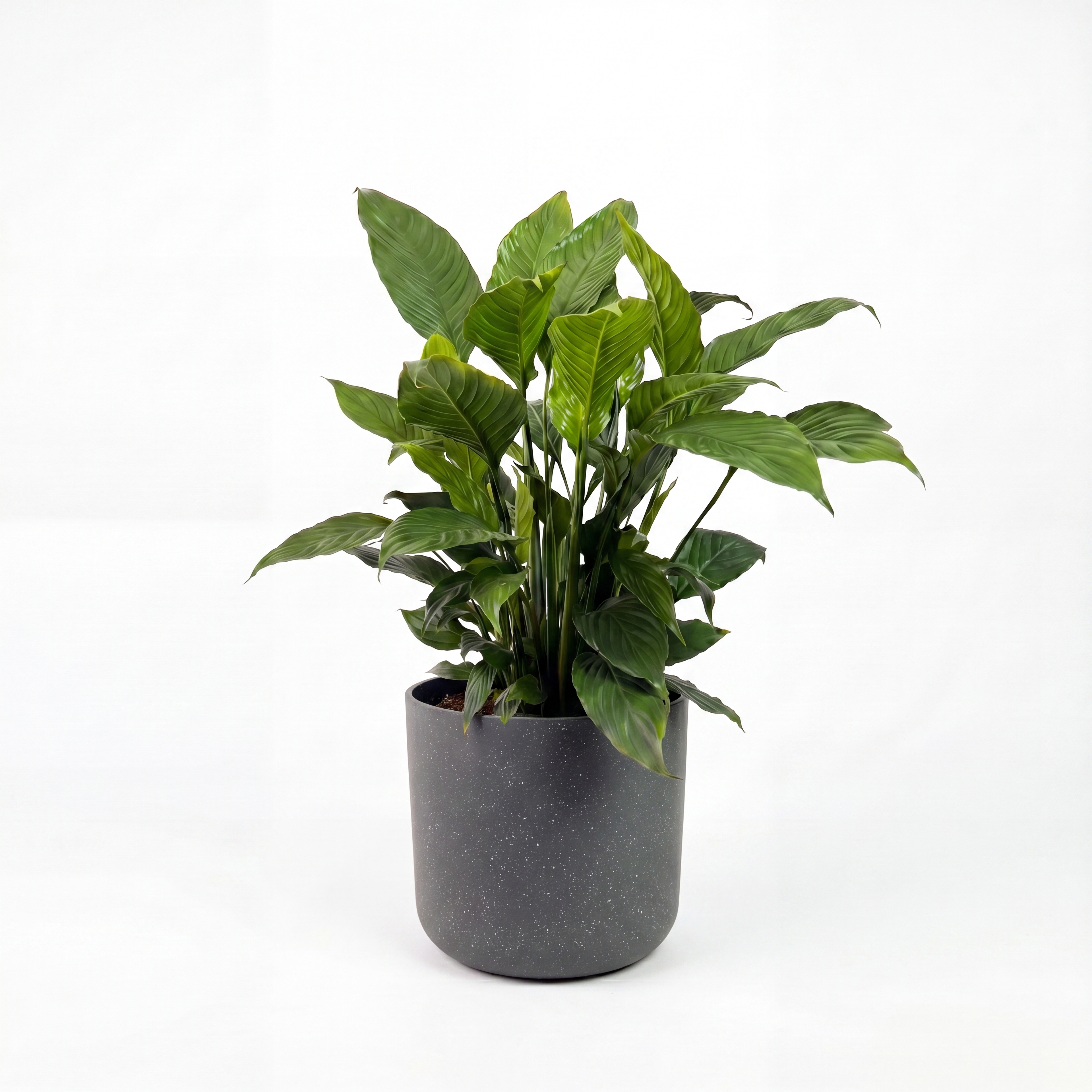Medium Peace Lily with Mia Pot - Charcoal Speckle