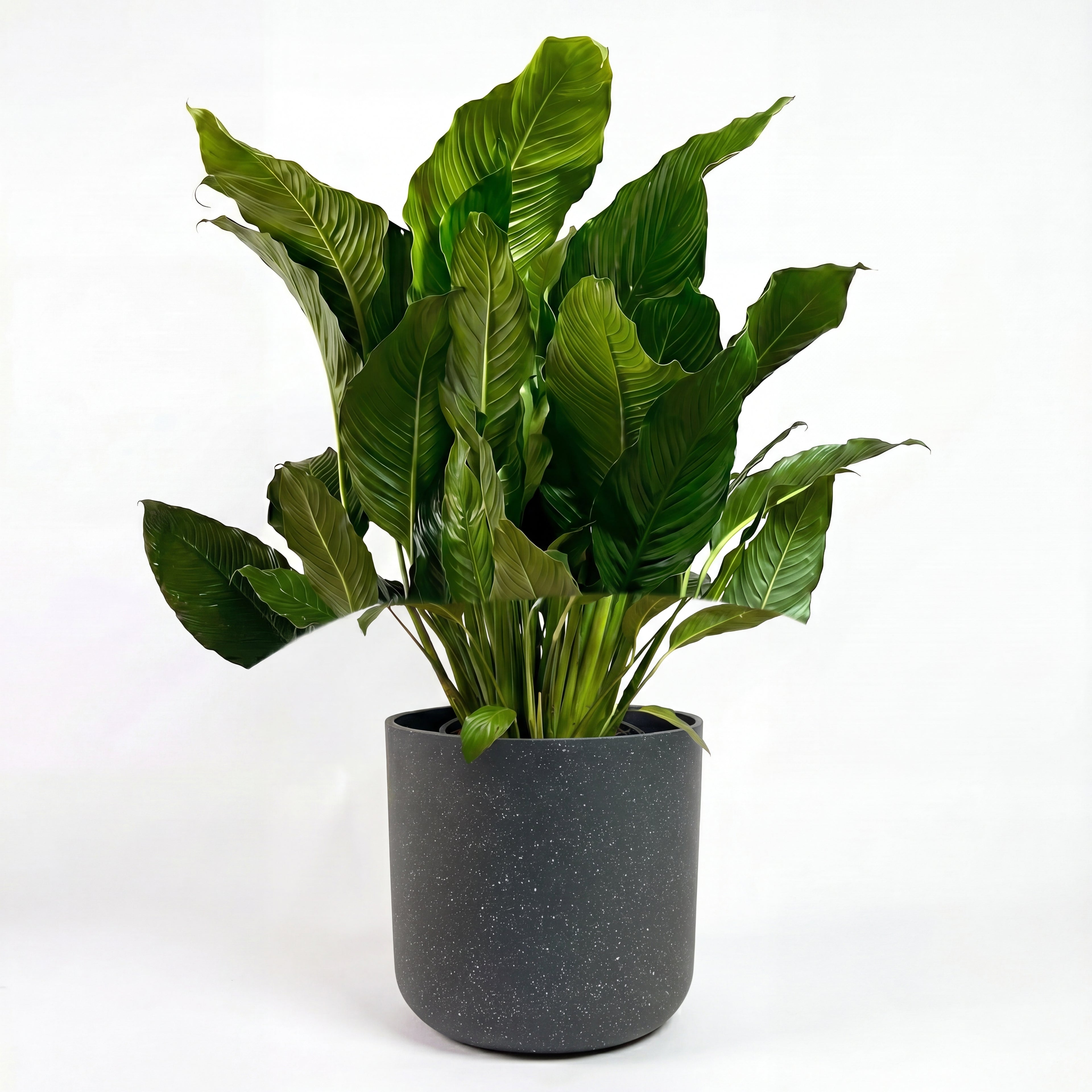 Medium Peace Lily Sebastiano with Mia Pot - Charcoal Speckle