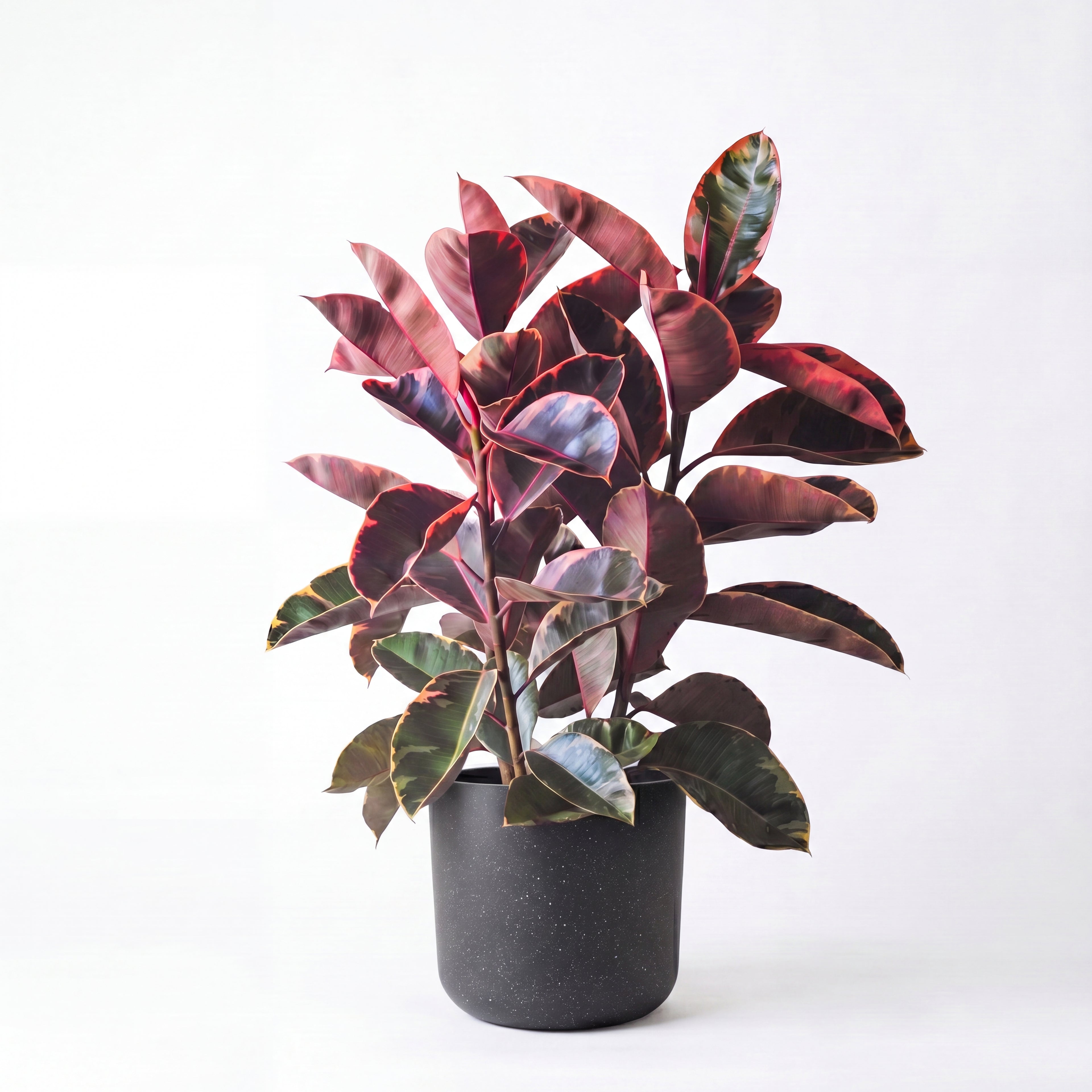 Medium Ruby Rubber Tree with Mia Pot - Charcoal Speckle