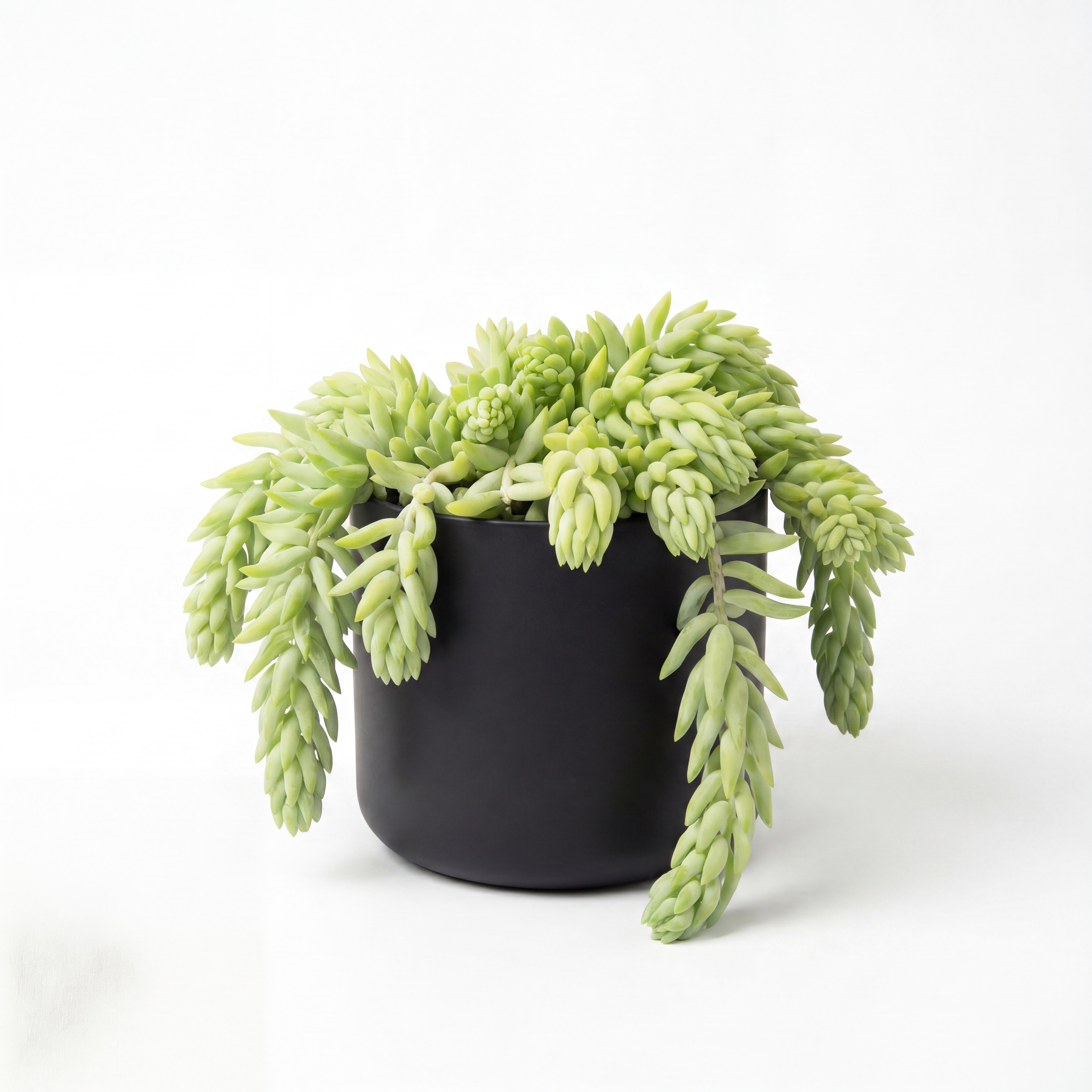 Small Sedum 'Donkey Tail' Cactus with Mia Pot - Black