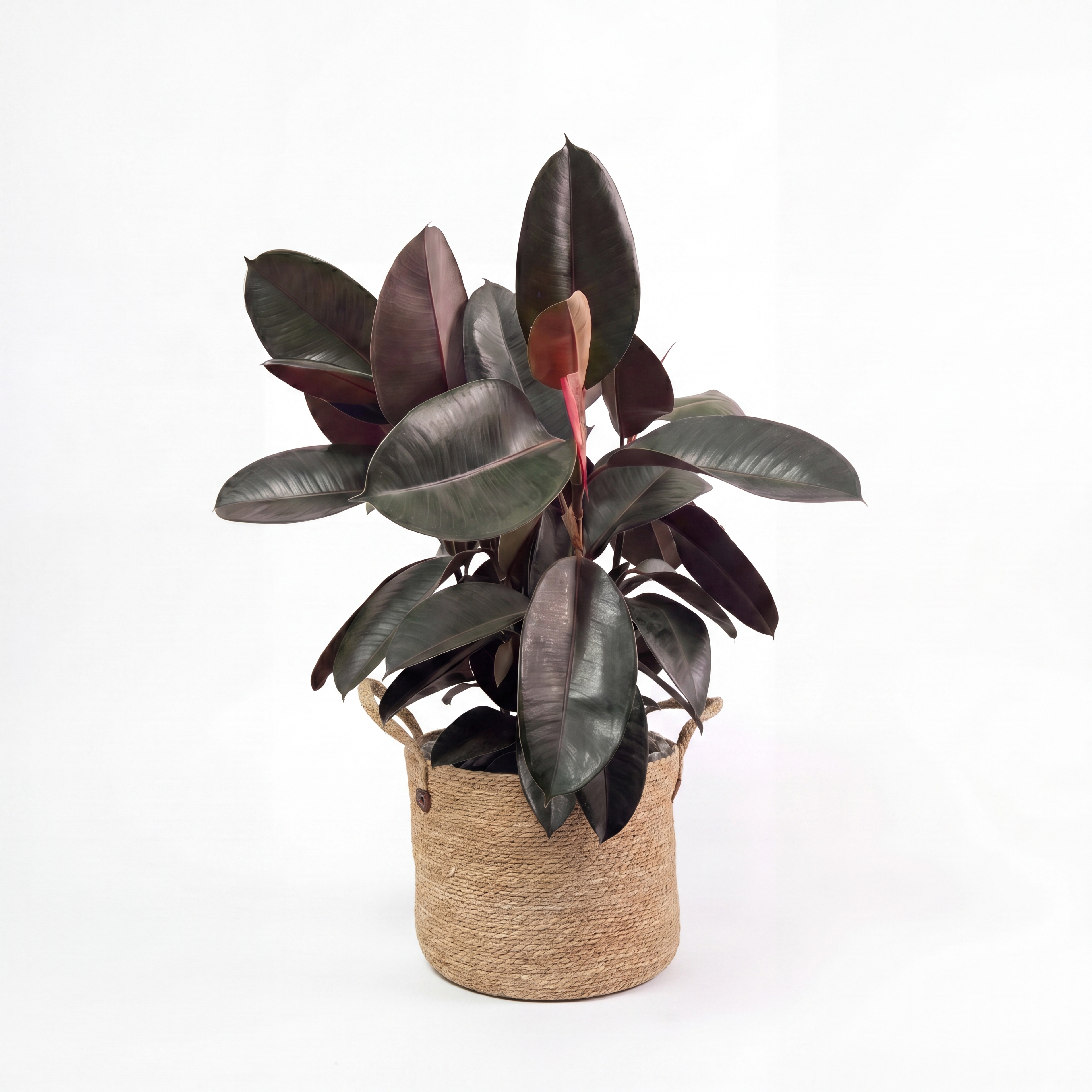 Medium Burgundy Rubber Tree & Woven Basket