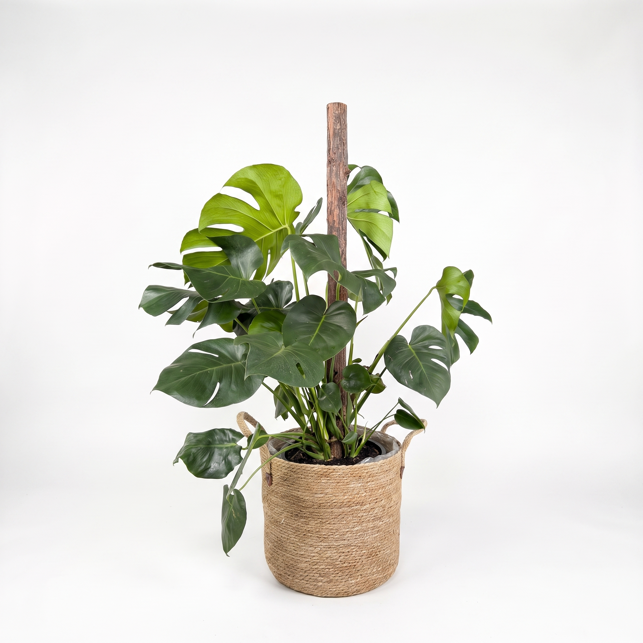 Large Monstera on Totem & Woven Basket