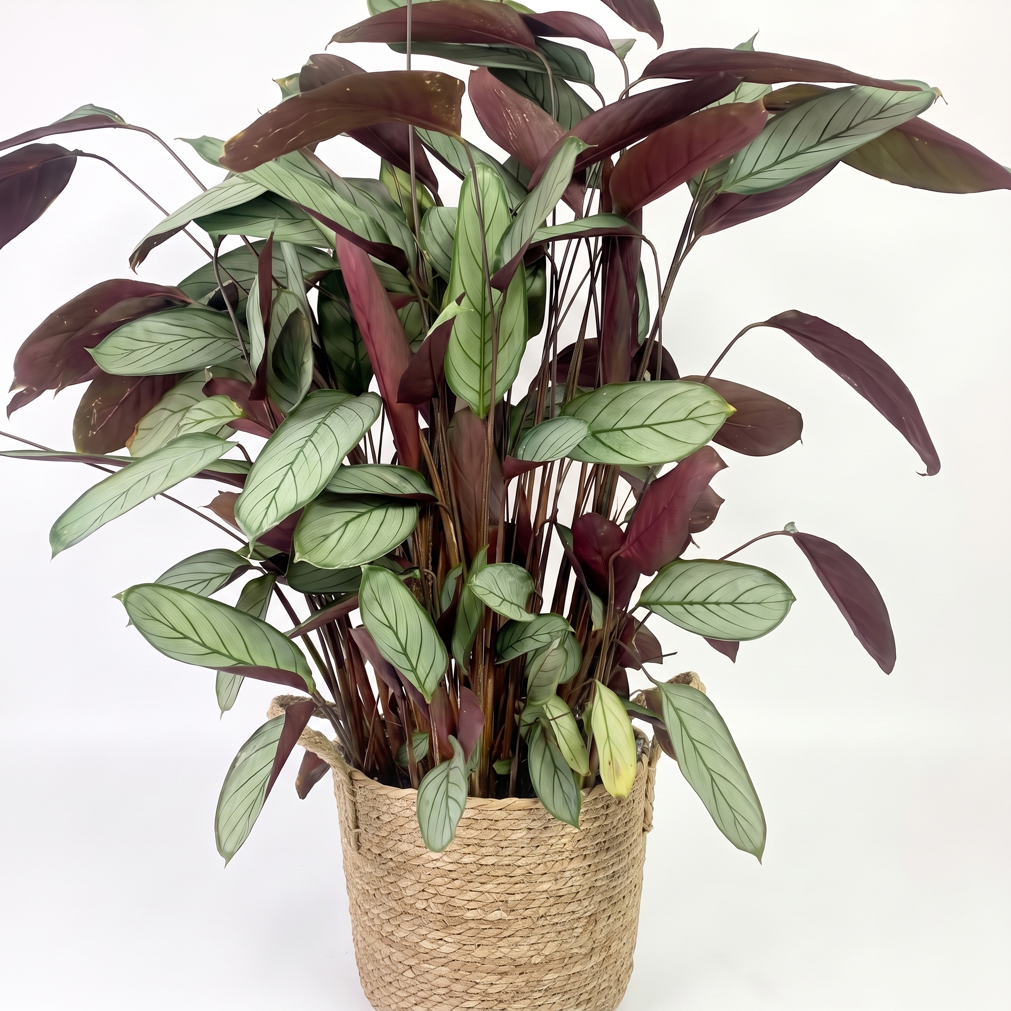Large Ctenanthe Setosa Grey Star & Woven Basket