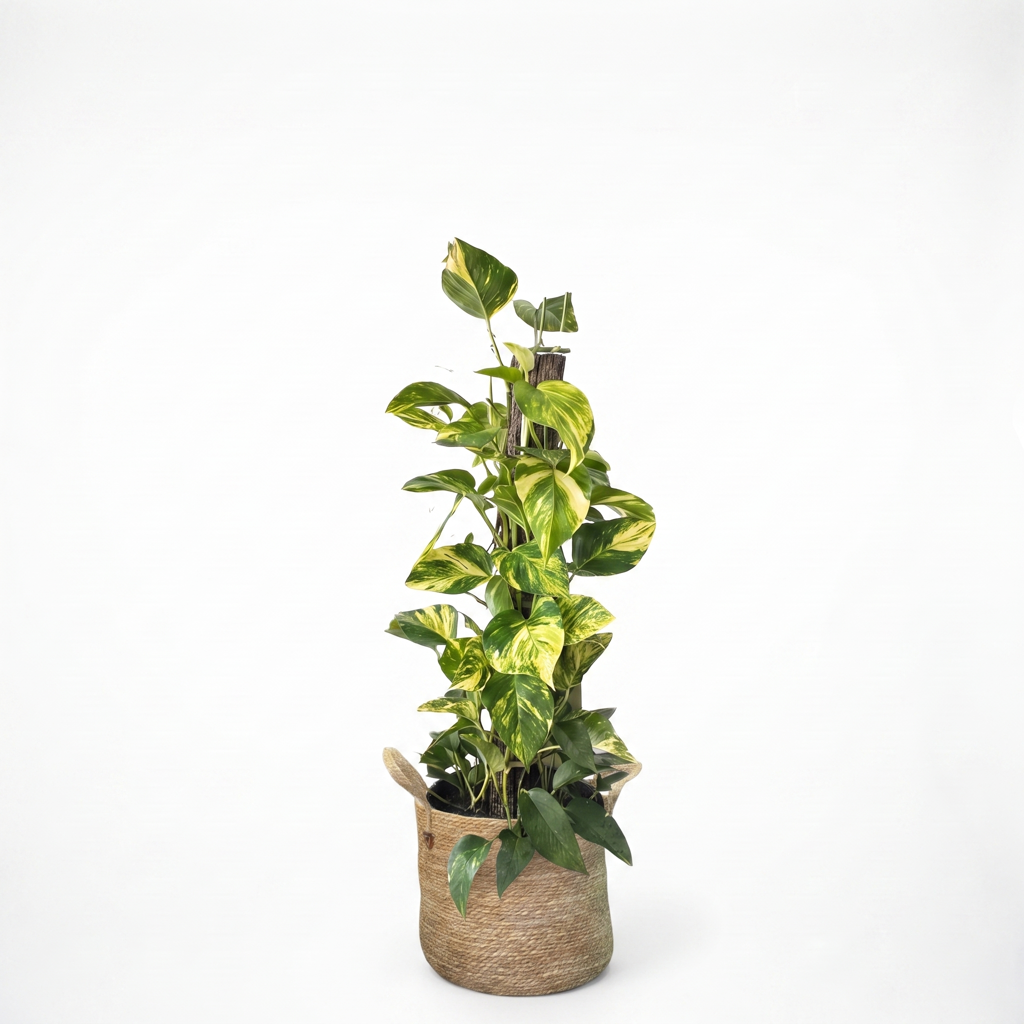Large Devils Ivy 'Pothos' on Totem & Woven Basket