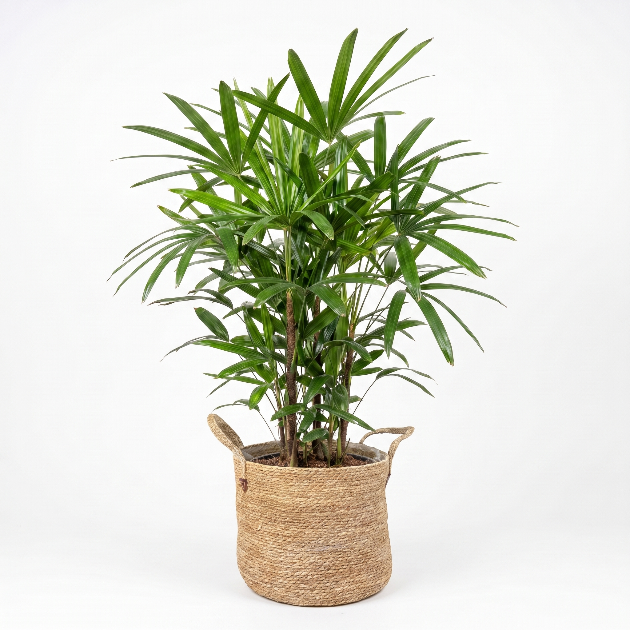 Large Lady Finger Palm & Woven Basket