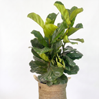 Large Fiddle Leaf Fig & Woven Basket