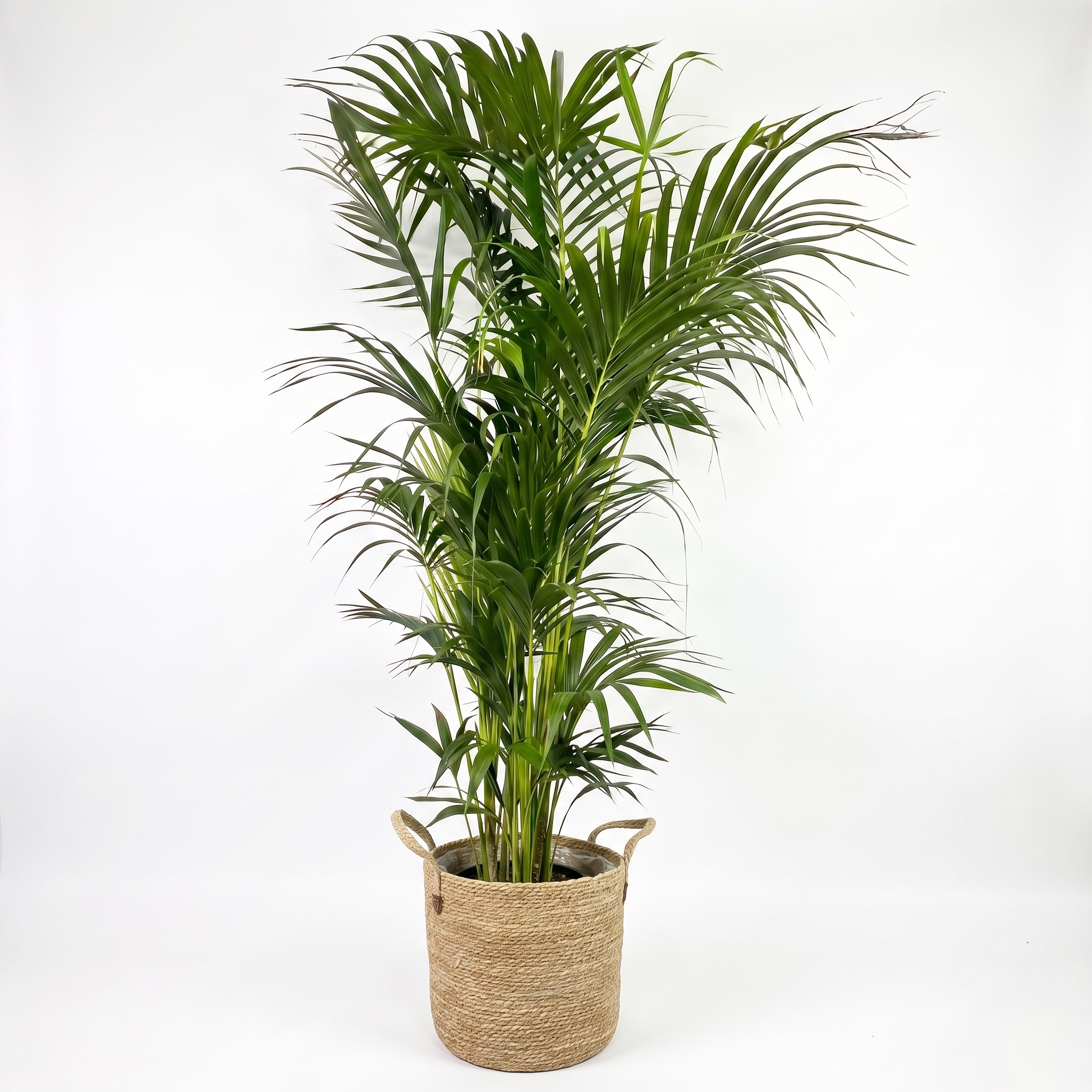 Large Kentia Palm & Woven Basket