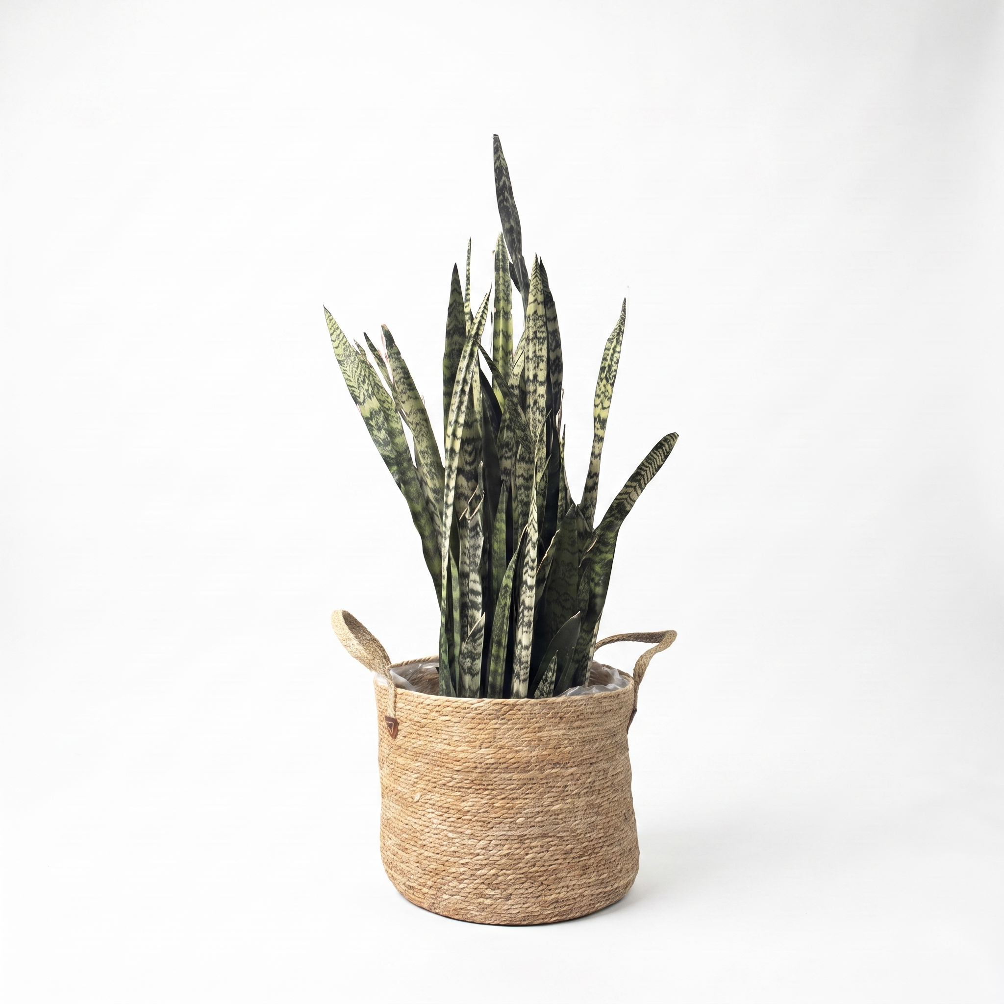 Large Sansevieria Snake Plant - Green & Woven Basket