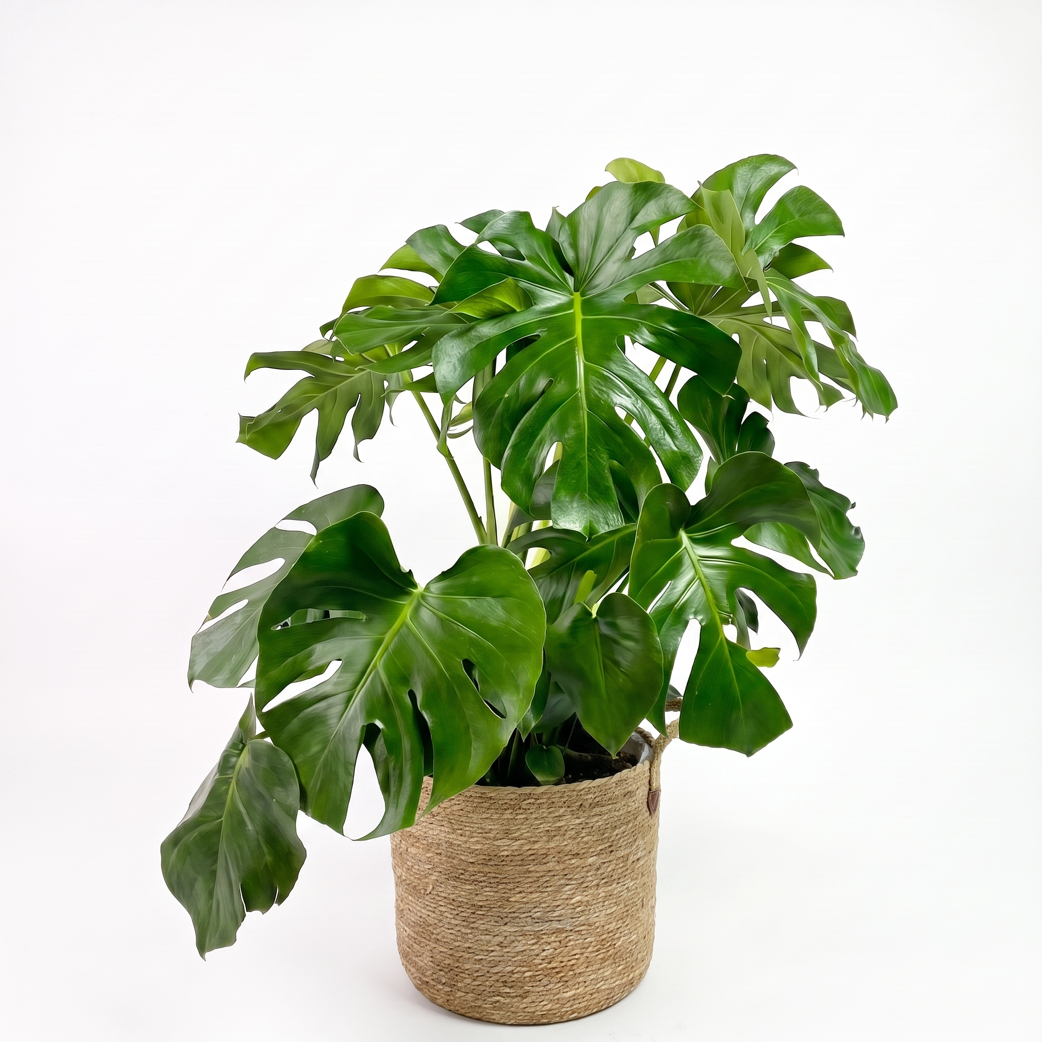 Large Monstera Deliciosa & Woven Basket