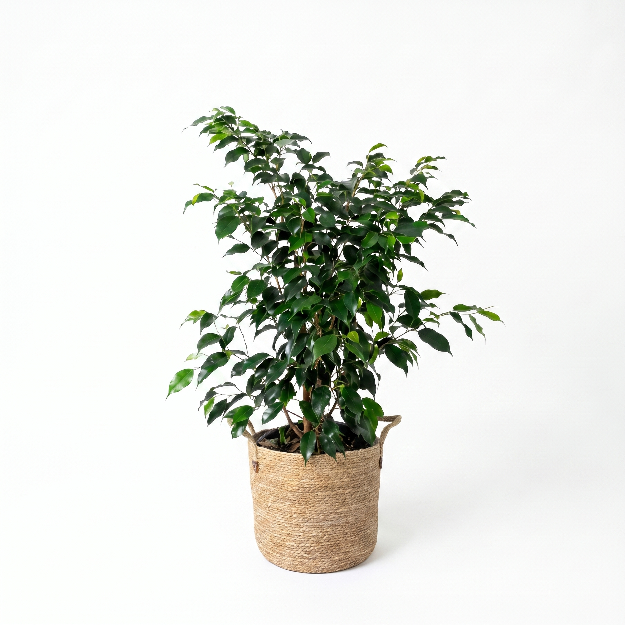 Large Ficus Benjamina 'Midnight Beauty' & Woven Basket