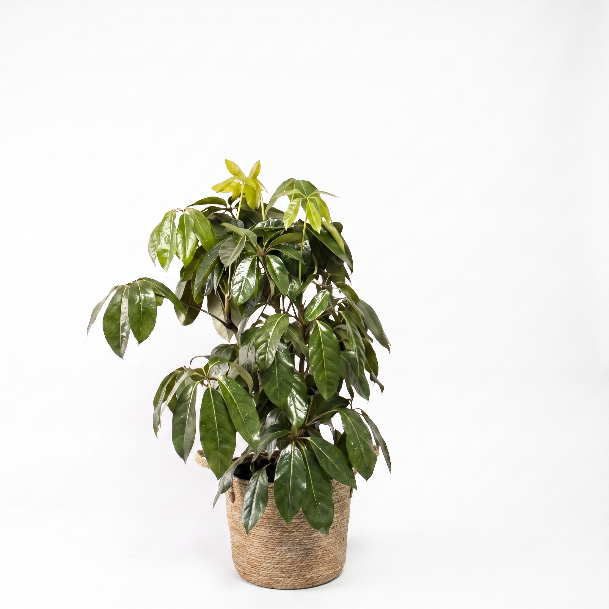 Large Umbrella Tree & Woven Basket