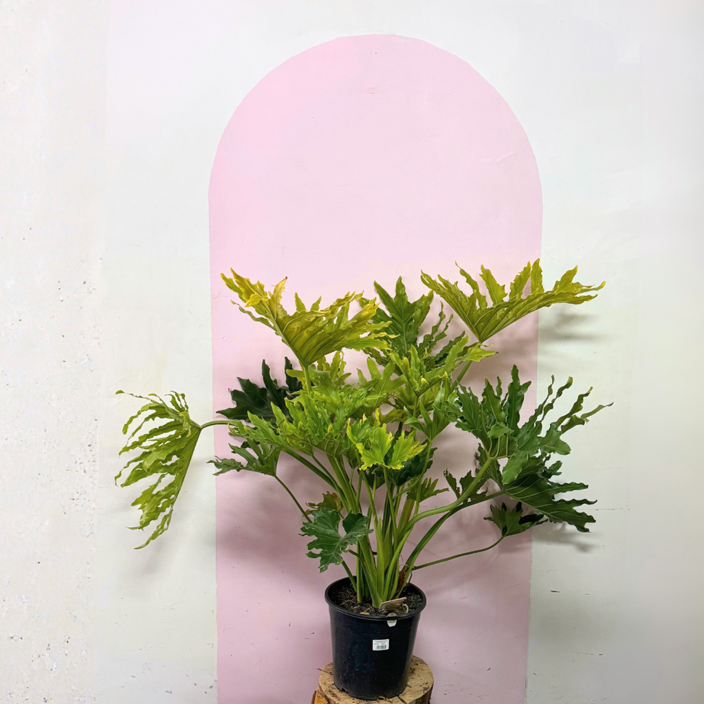 Philodendron Hope Green Envy Indoor Plants