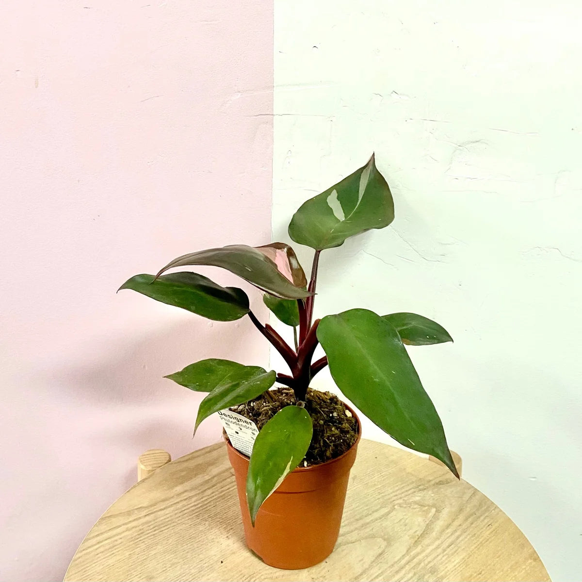 Pink Princess Philodendron