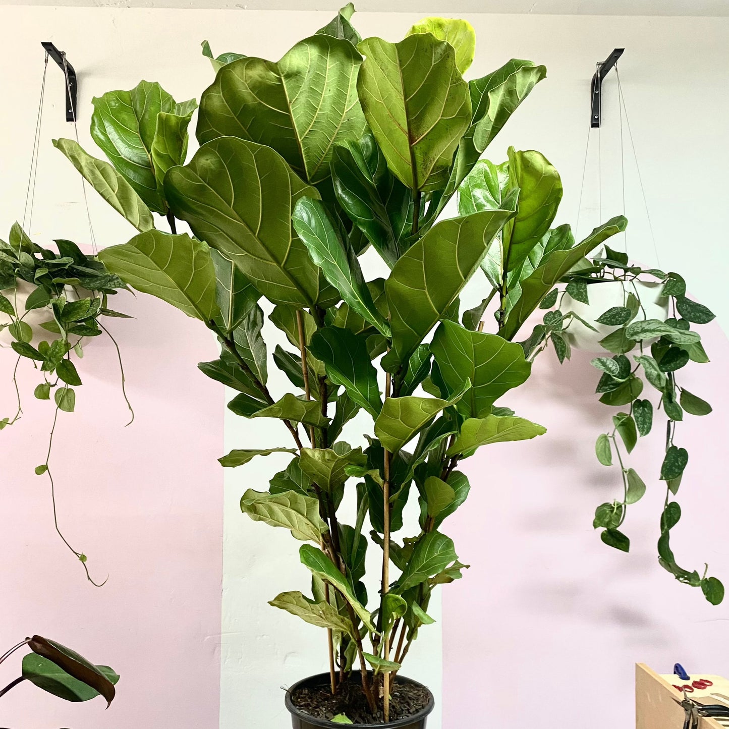 Fiddle Leaf Fig