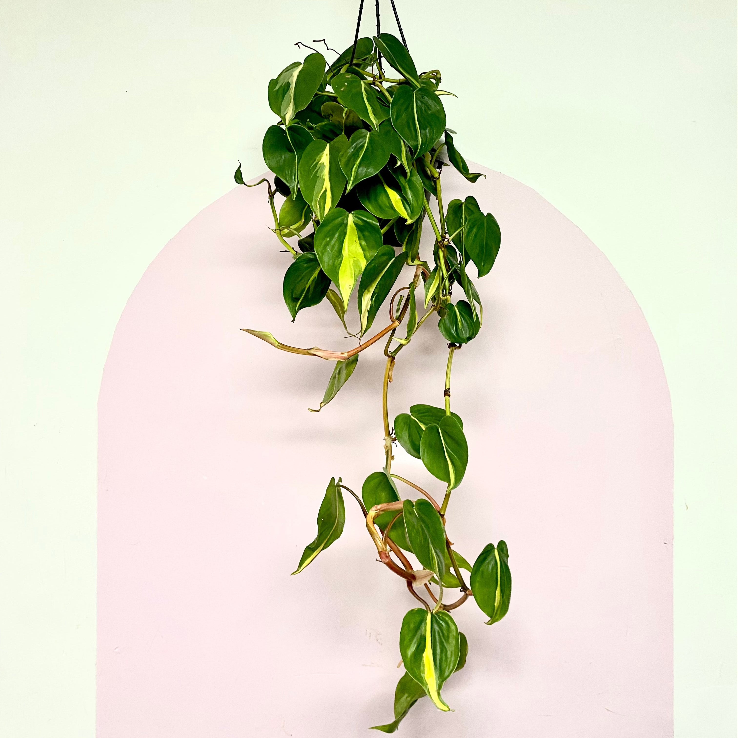 Philodendron Brasil