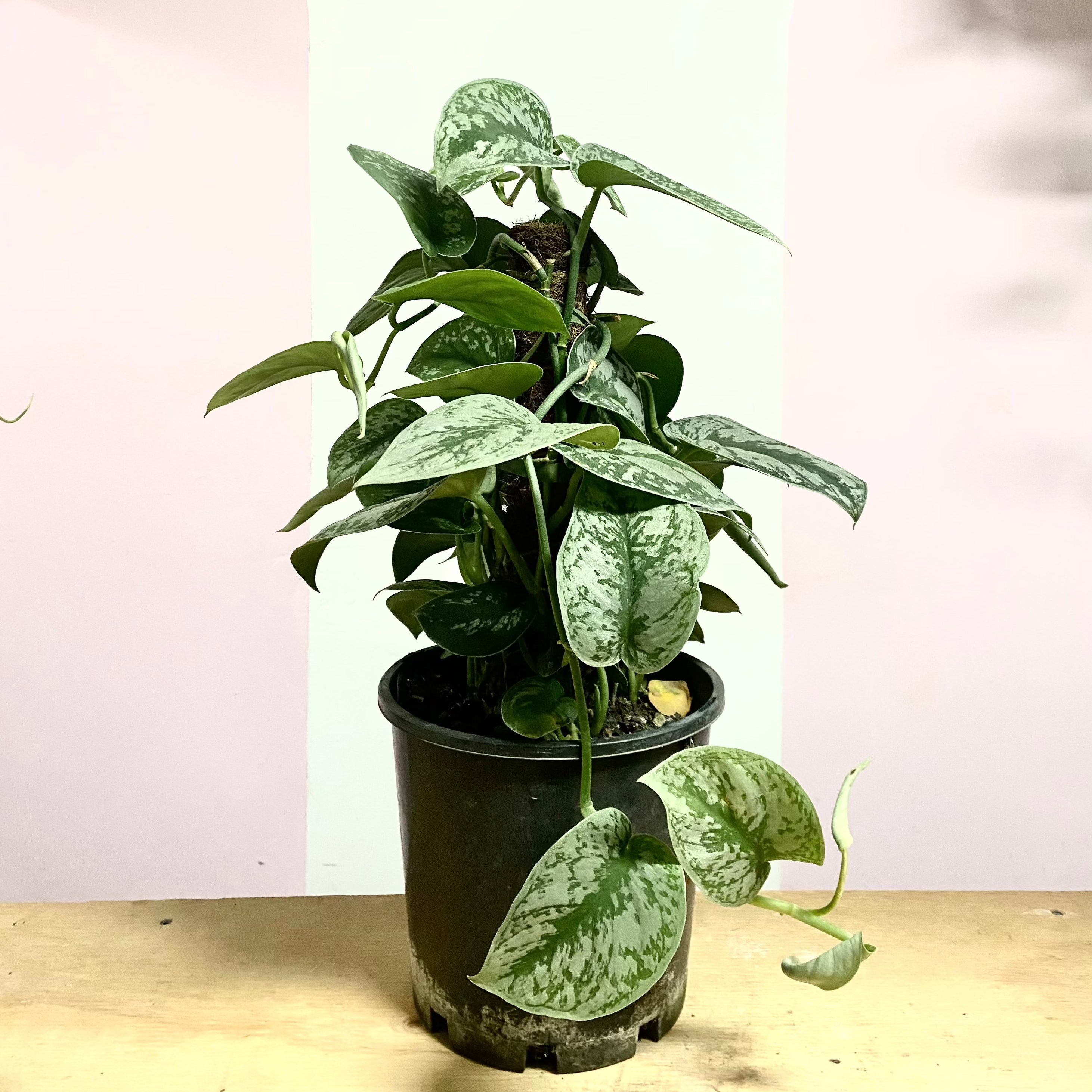 Silver Satin Pothos on Coco Totem