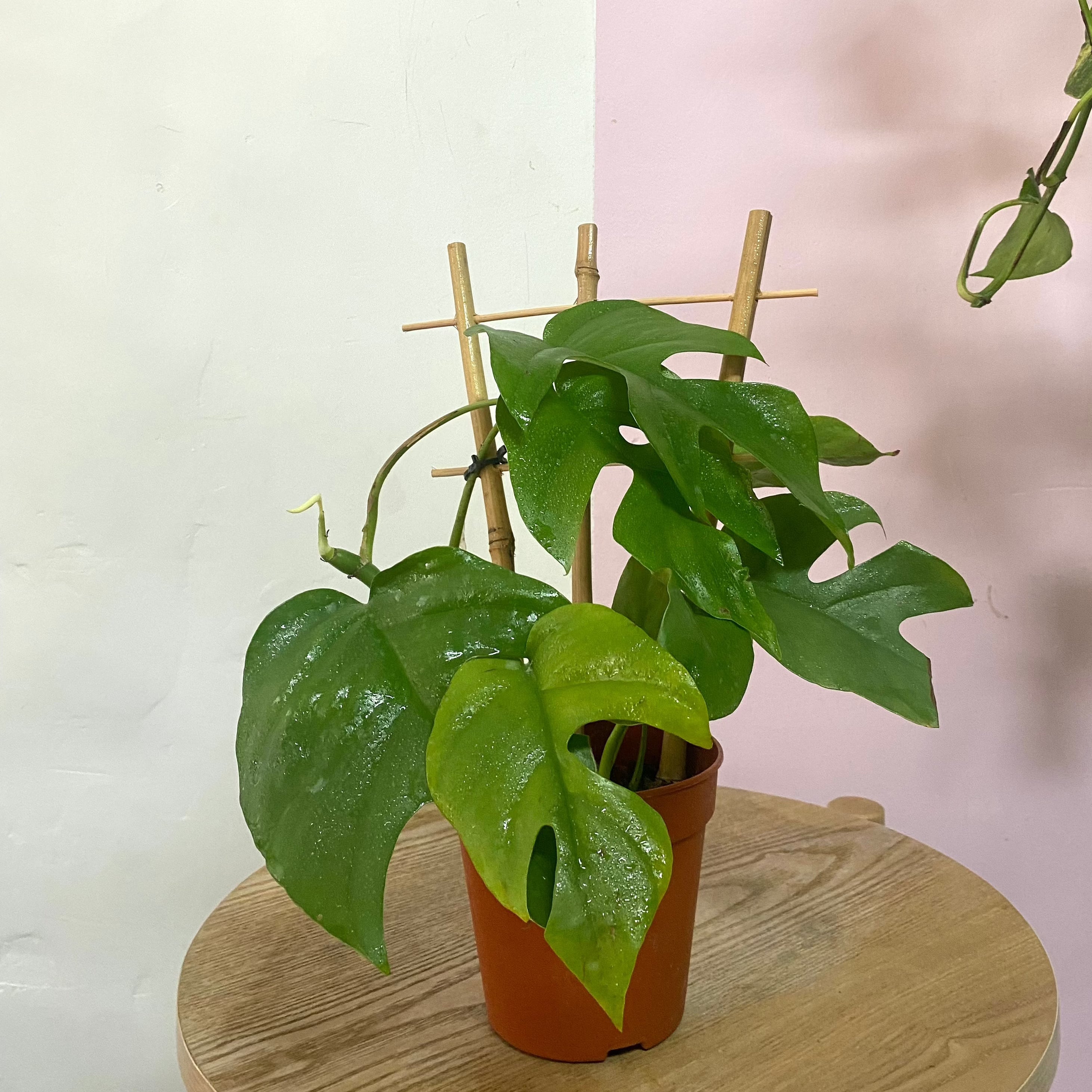 棚架上的四子花