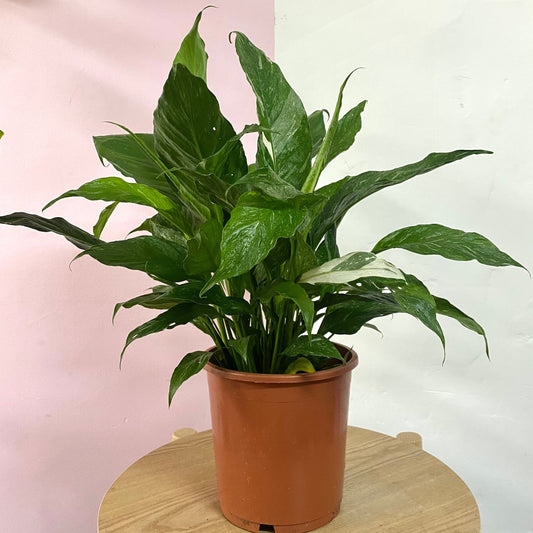 Peace Lily Variegated Domino