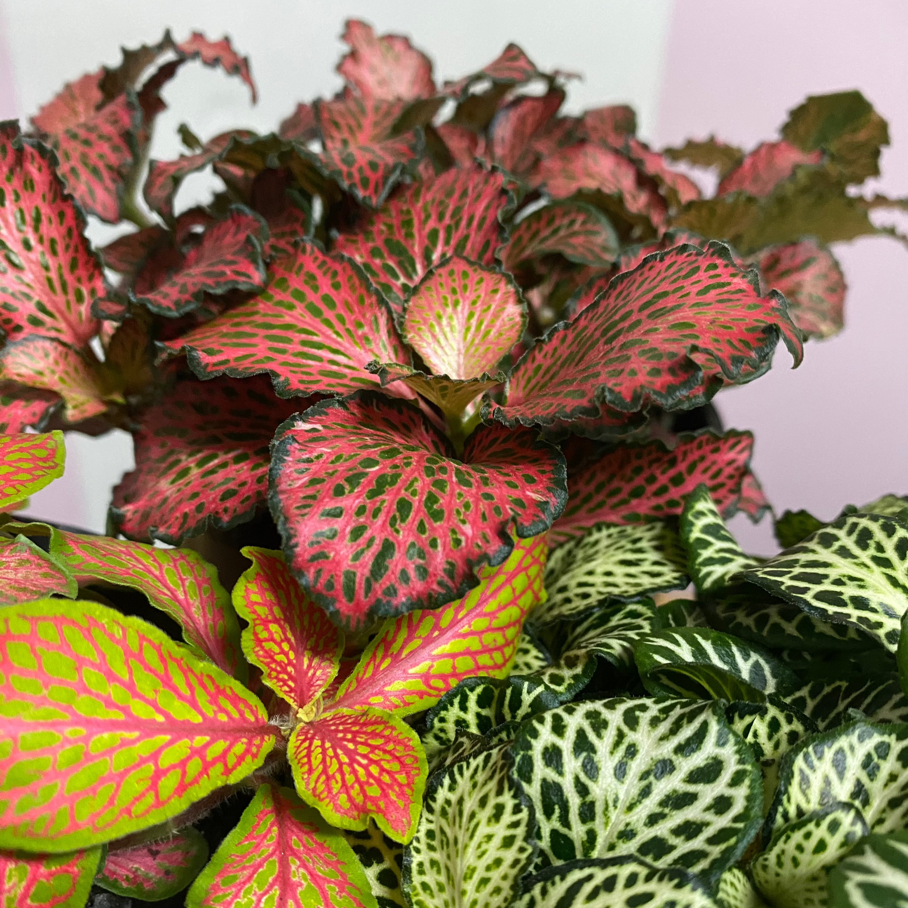 网纹草‘红宝石’