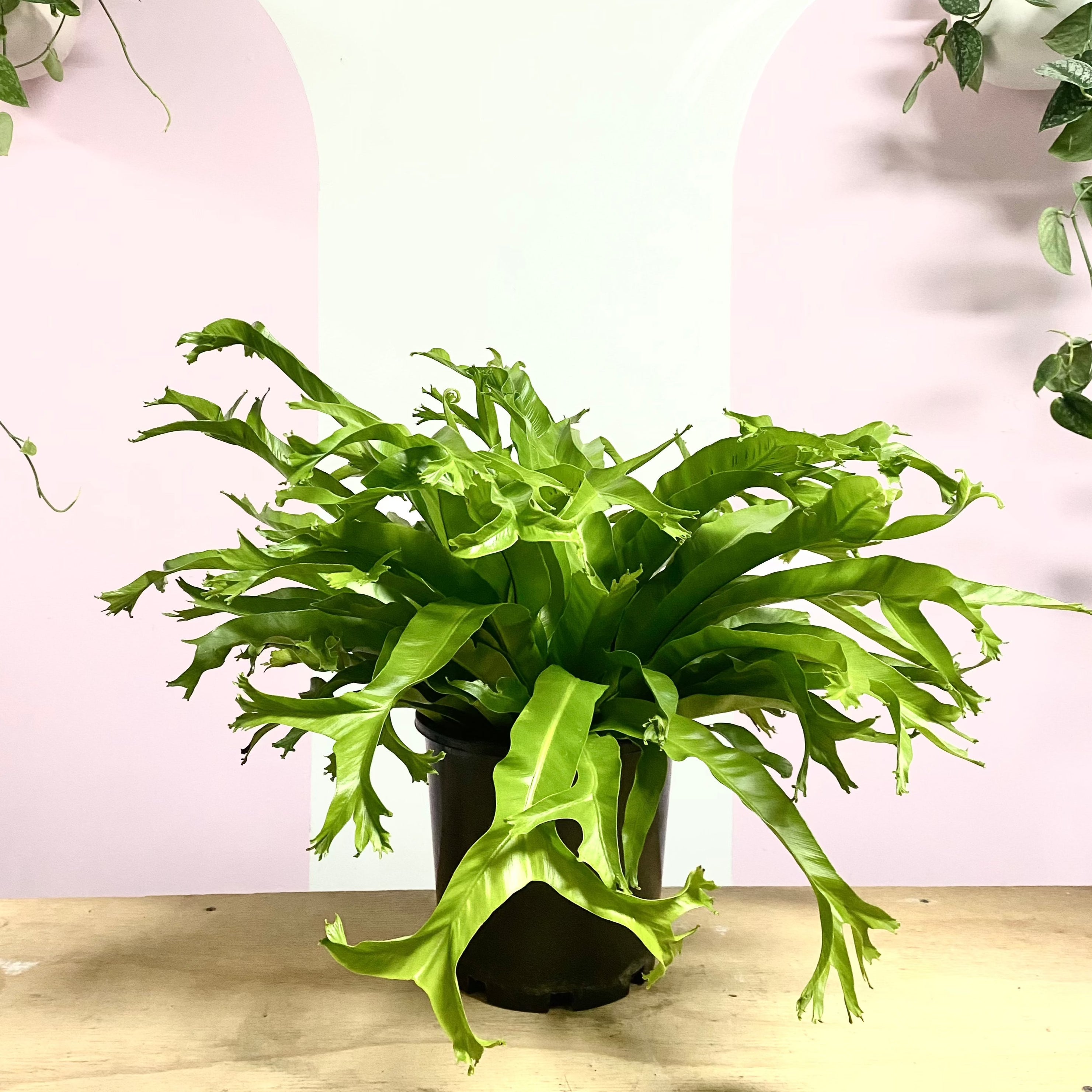 Bird's Nest Fern