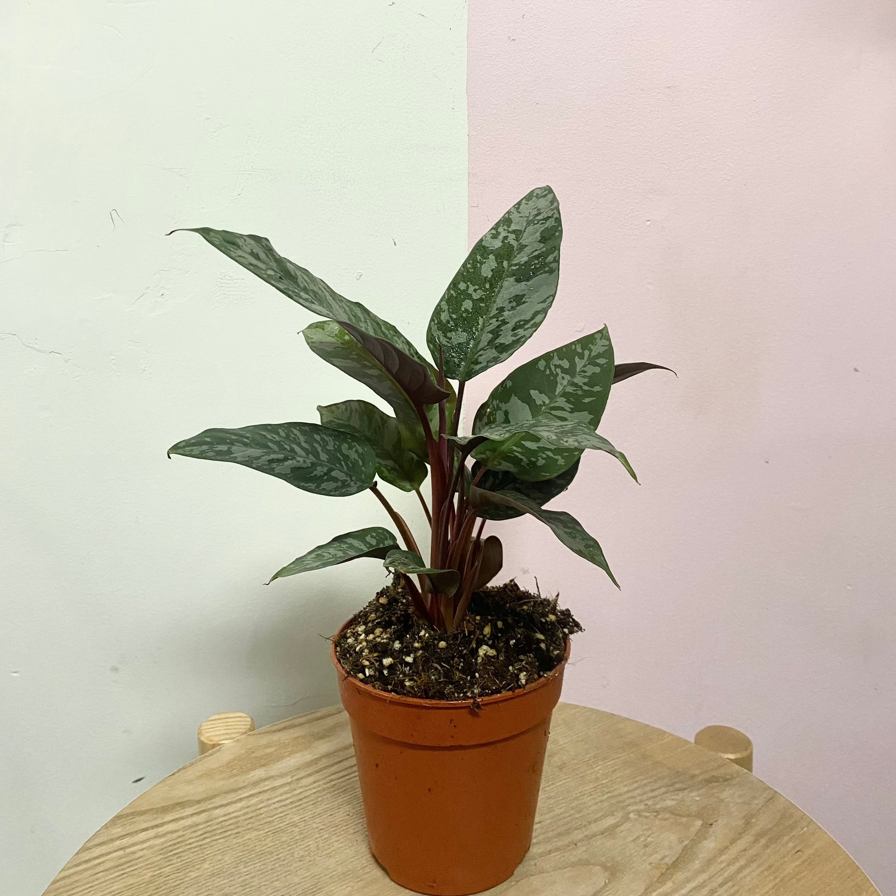 裂舌兰‘红剑’