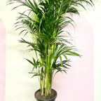 Kentia Palm