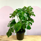 Monstera Deliciosa